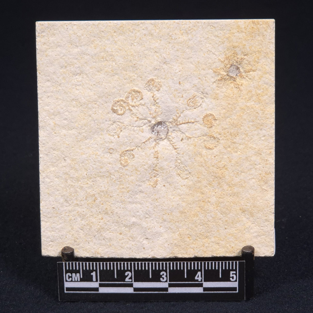 FLOATING CRINOID FOSSIL SACCOCOMA PECTINATA, Jurassic, Germany XFC001