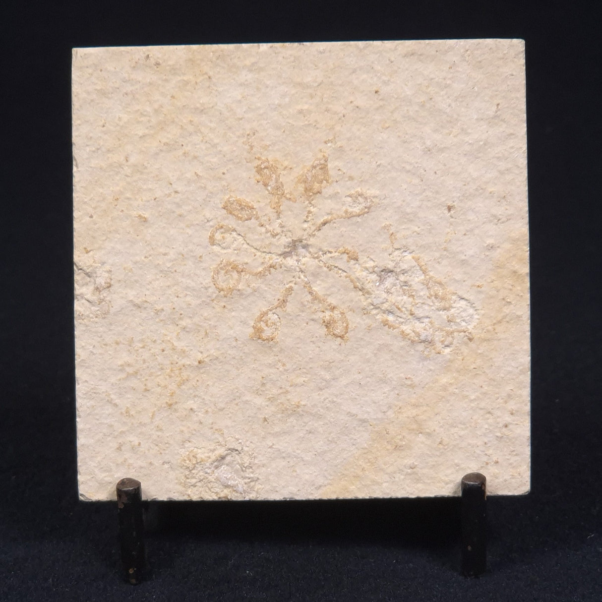 FLOATING CRINOID FOSSIL SACCOCOMA PECTINATA, Jurassic, Germany XFC002