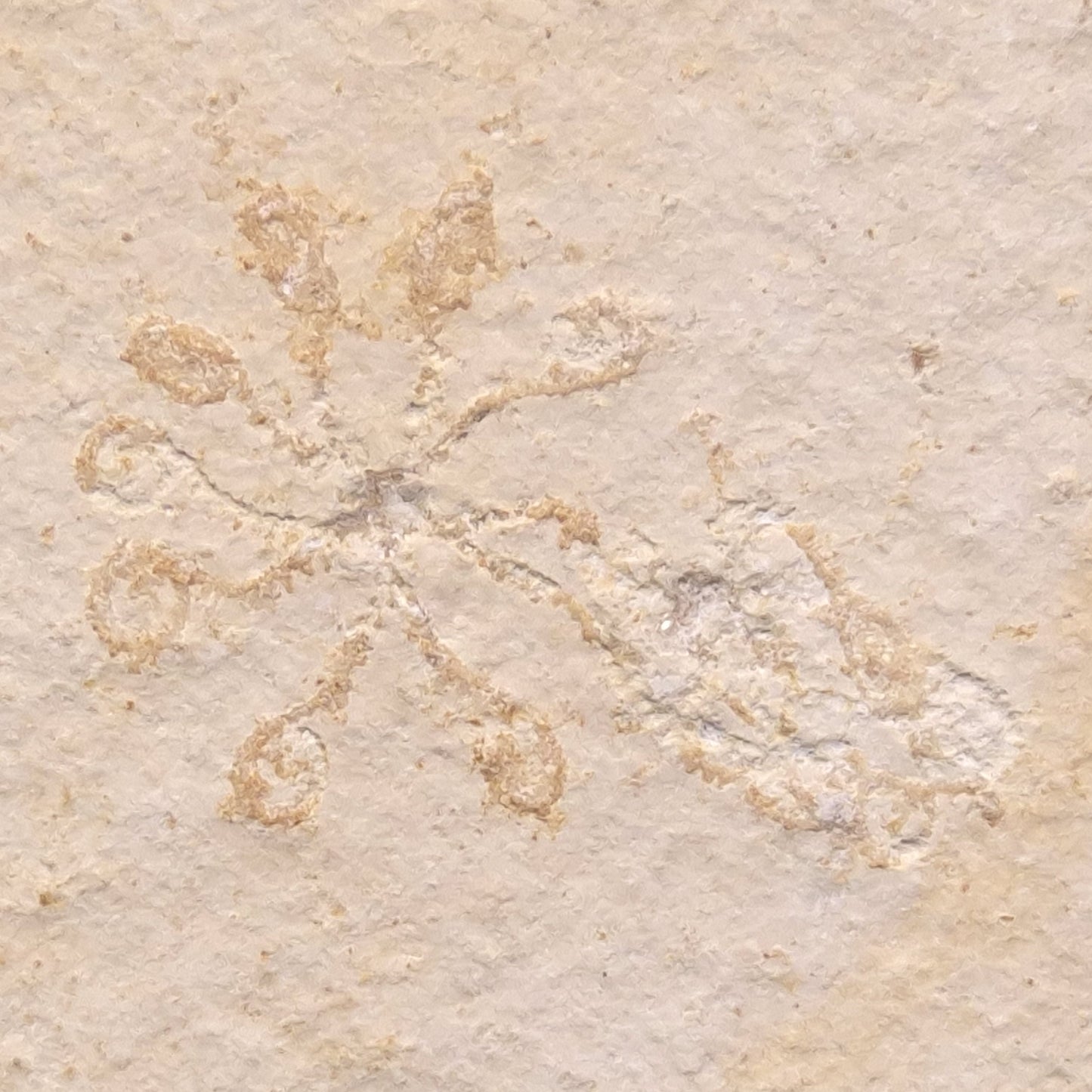 FLOATING CRINOID FOSSIL SACCOCOMA PECTINATA, Jurassic, Germany XFC002