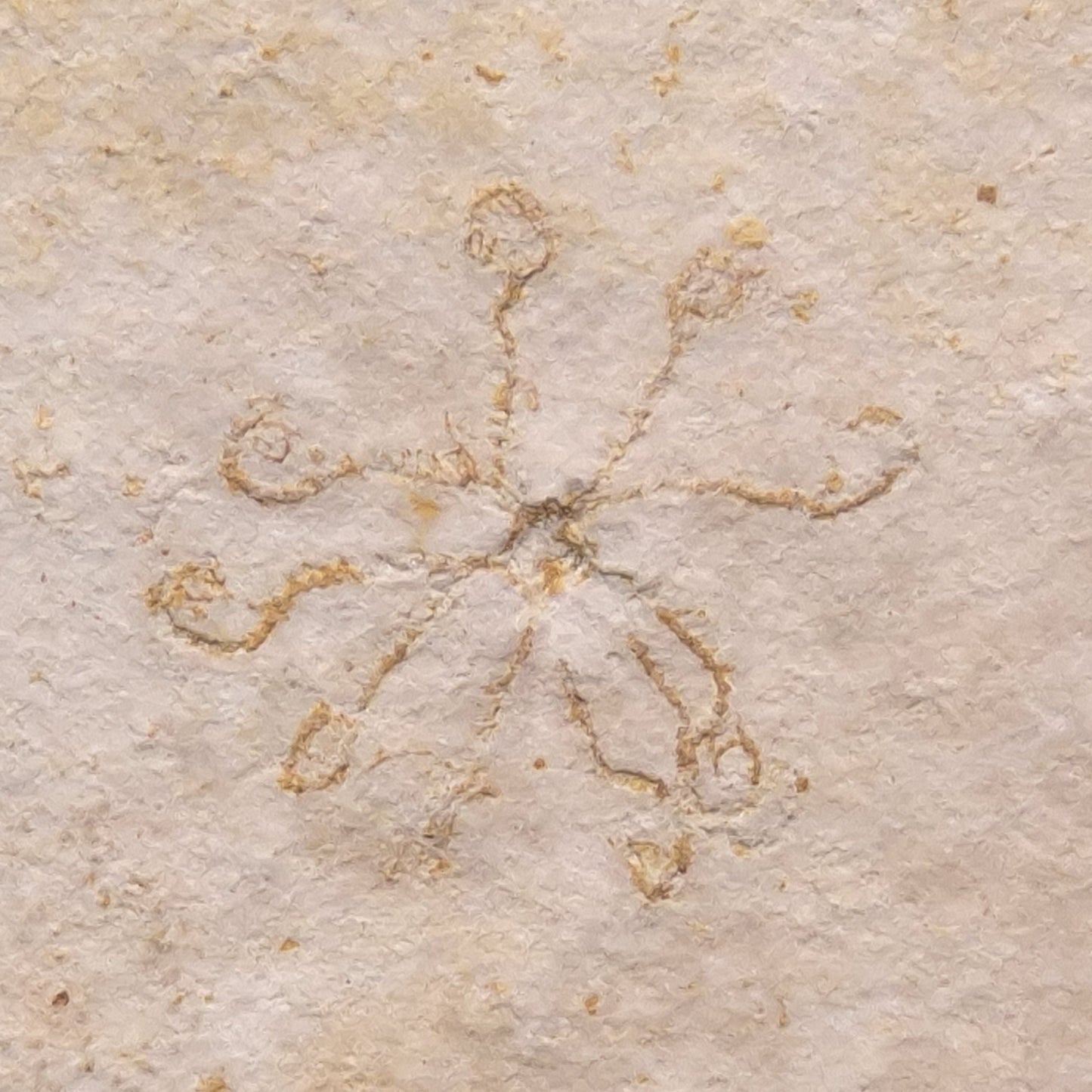 FLOATING CRINOID FOSSIL SACCOCOMA PECTINATA, Jurassic, Germany XFC003