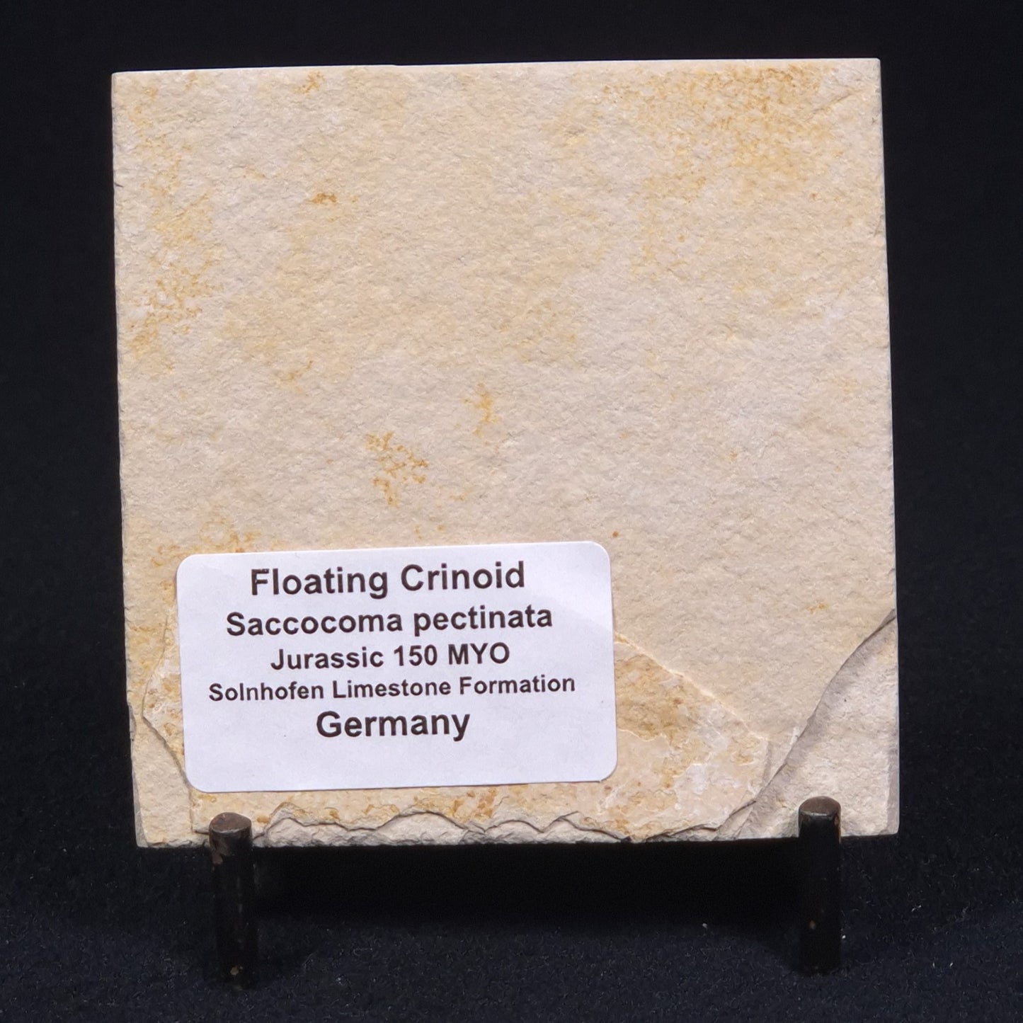 FLOATING CRINOID FOSSIL SACCOCOMA PECTINATA, Jurassic, Germany XFC003
