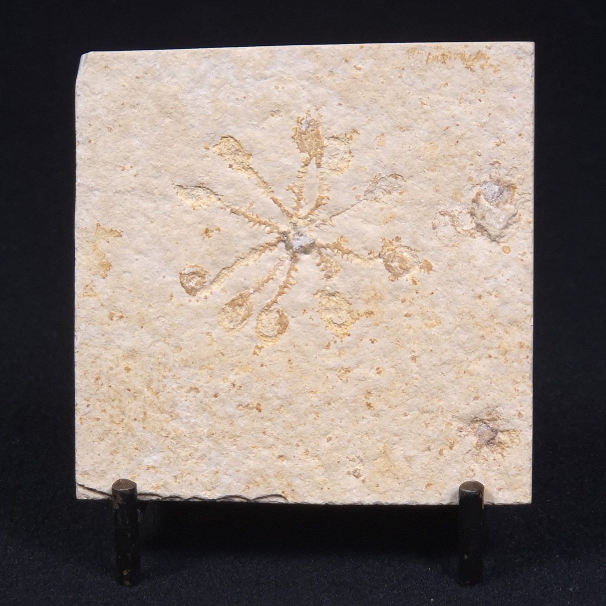 FLOATING CRINOID FOSSIL SACCOCOMA PECTINATA, Jurassic, Germany XFC004