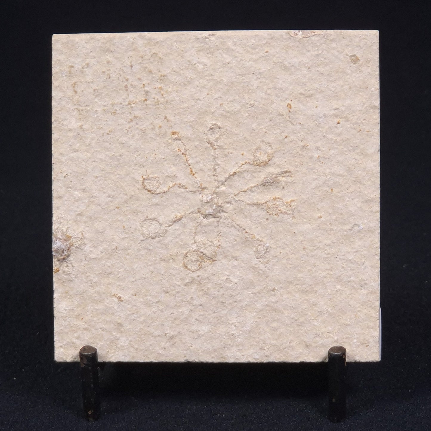 FLOATING CRINOID FOSSIL SACCOCOMA PECTINATA, Jurassic, Germany XFC008
