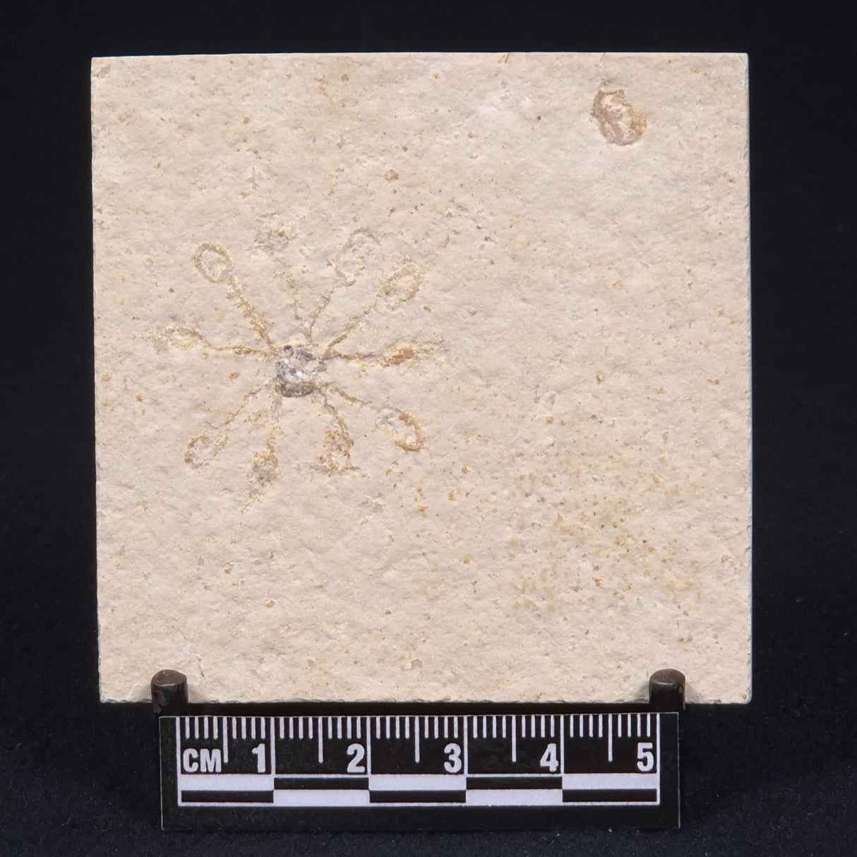 FLOATING CRINOID FOSSIL SACCOCOMA PECTINATA, Jurassic, Germany XFC010