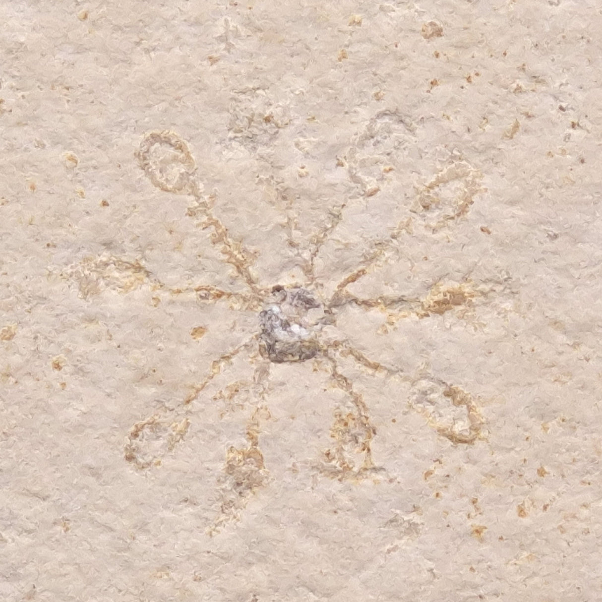 FLOATING CRINOID FOSSIL SACCOCOMA PECTINATA, Jurassic, Germany XFC010