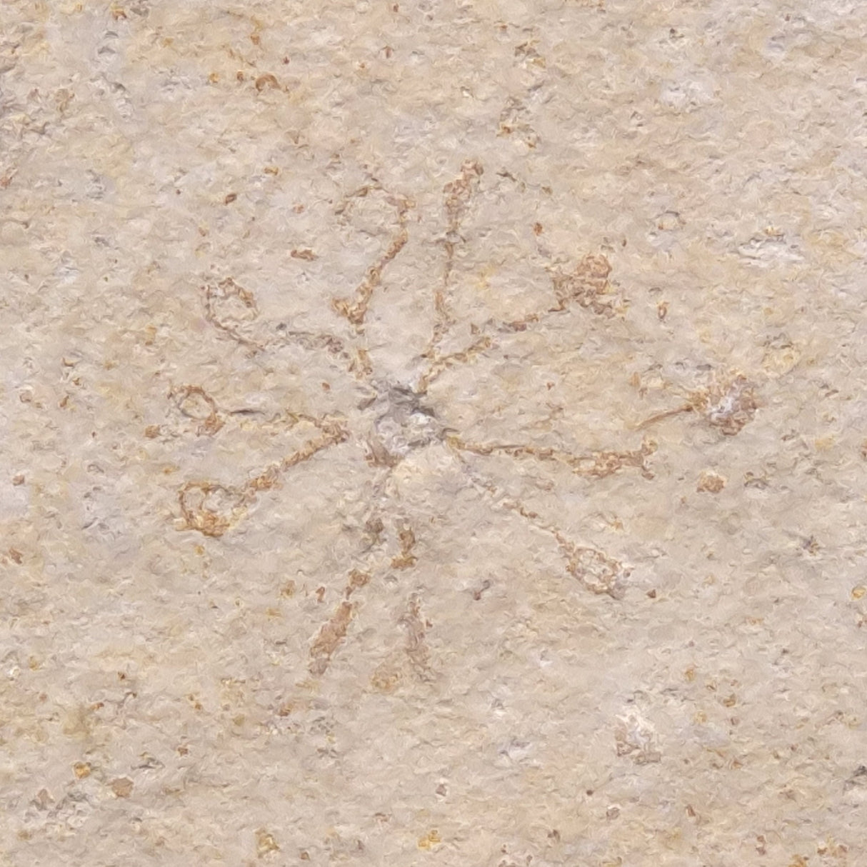 FLOATING CRINOID FOSSIL SACCOCOMA PECTINATA, Jurassic, Germany XFC011
