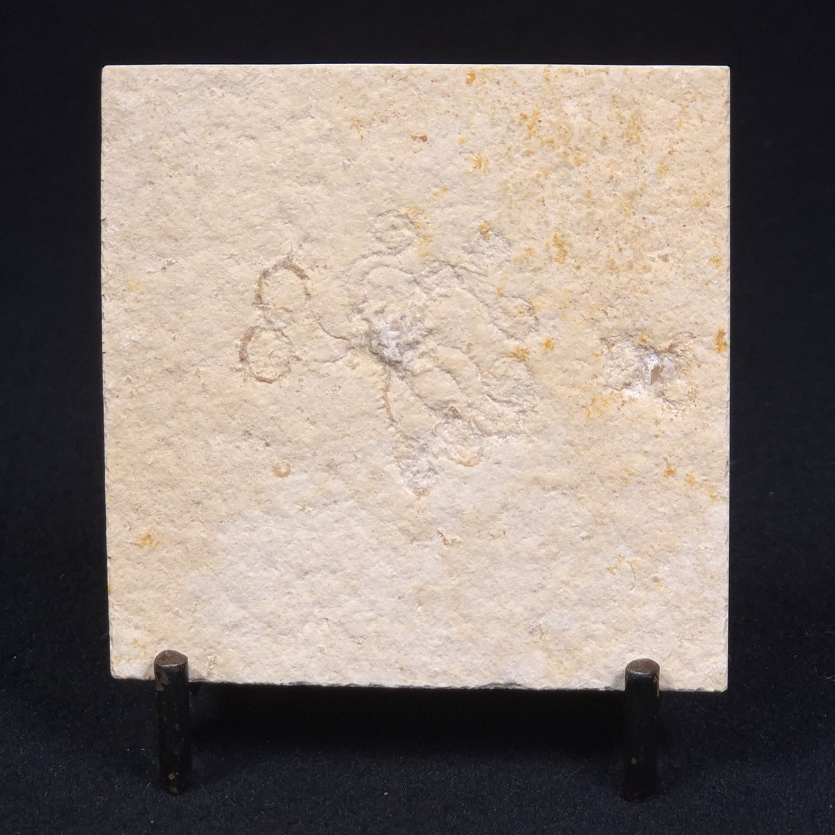 FLOATING CRINOID FOSSIL SACCOCOMA PECTINATA, Jurassic, Germany XFC012