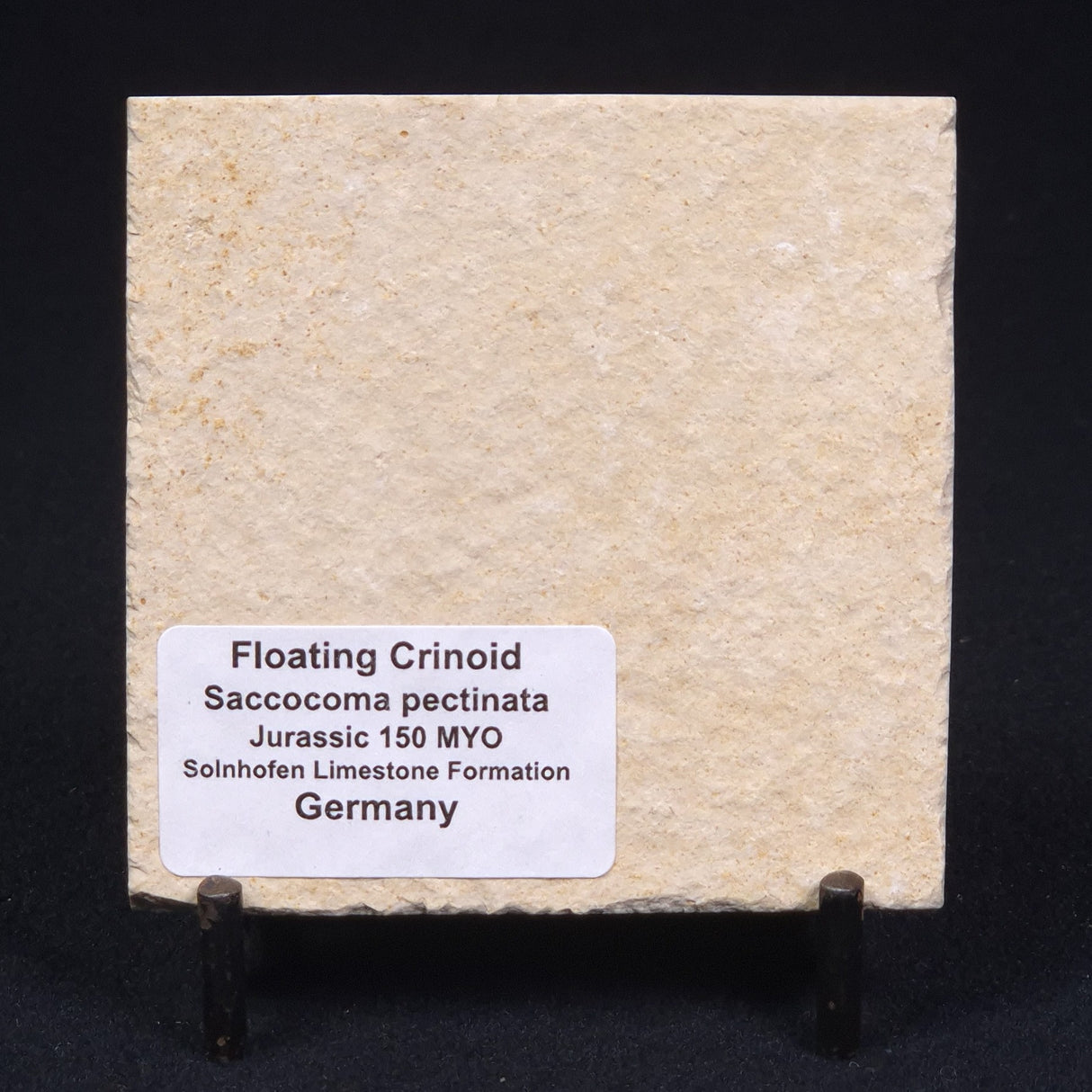 FLOATING CRINOID FOSSIL SACCOCOMA PECTINATA, Jurassic, Germany XFC012