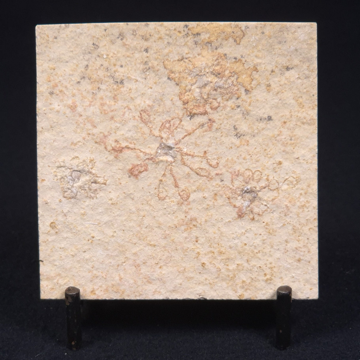 FLOATING CRINOID FOSSIL SACCOCOMA PECTINATA, Jurassic, Germany XFC006