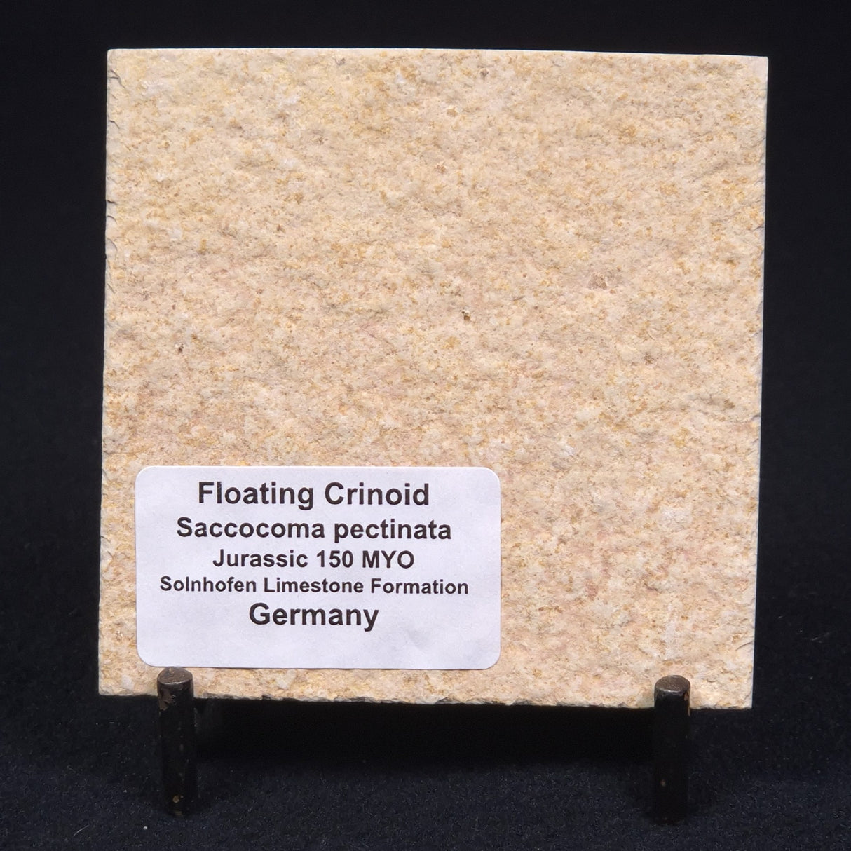 FLOATING CRINOID FOSSIL SACCOCOMA PECTINATA, Jurassic, Germany XFC006