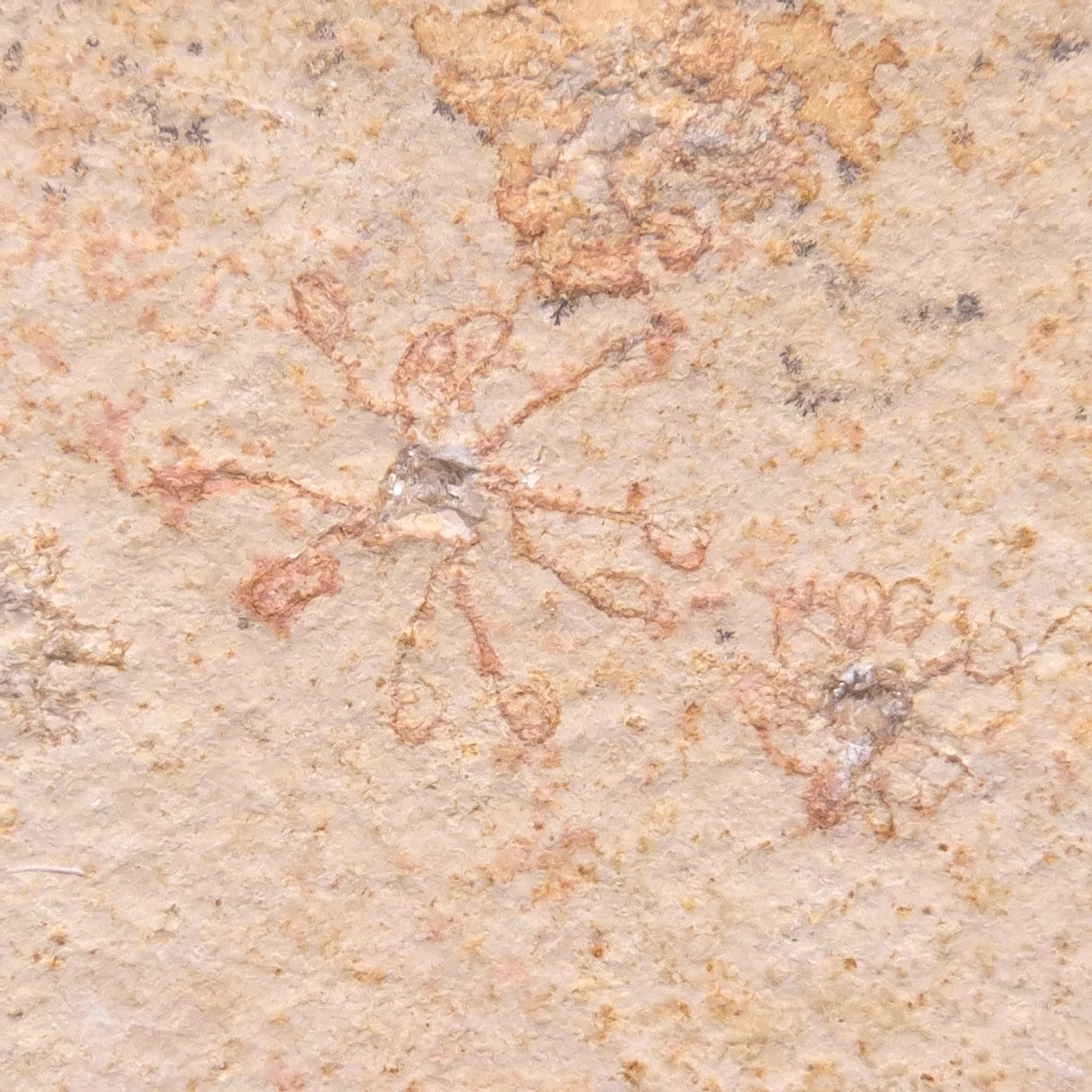 FLOATING CRINOID FOSSIL SACCOCOMA PECTINATA, Jurassic, Germany XFC006