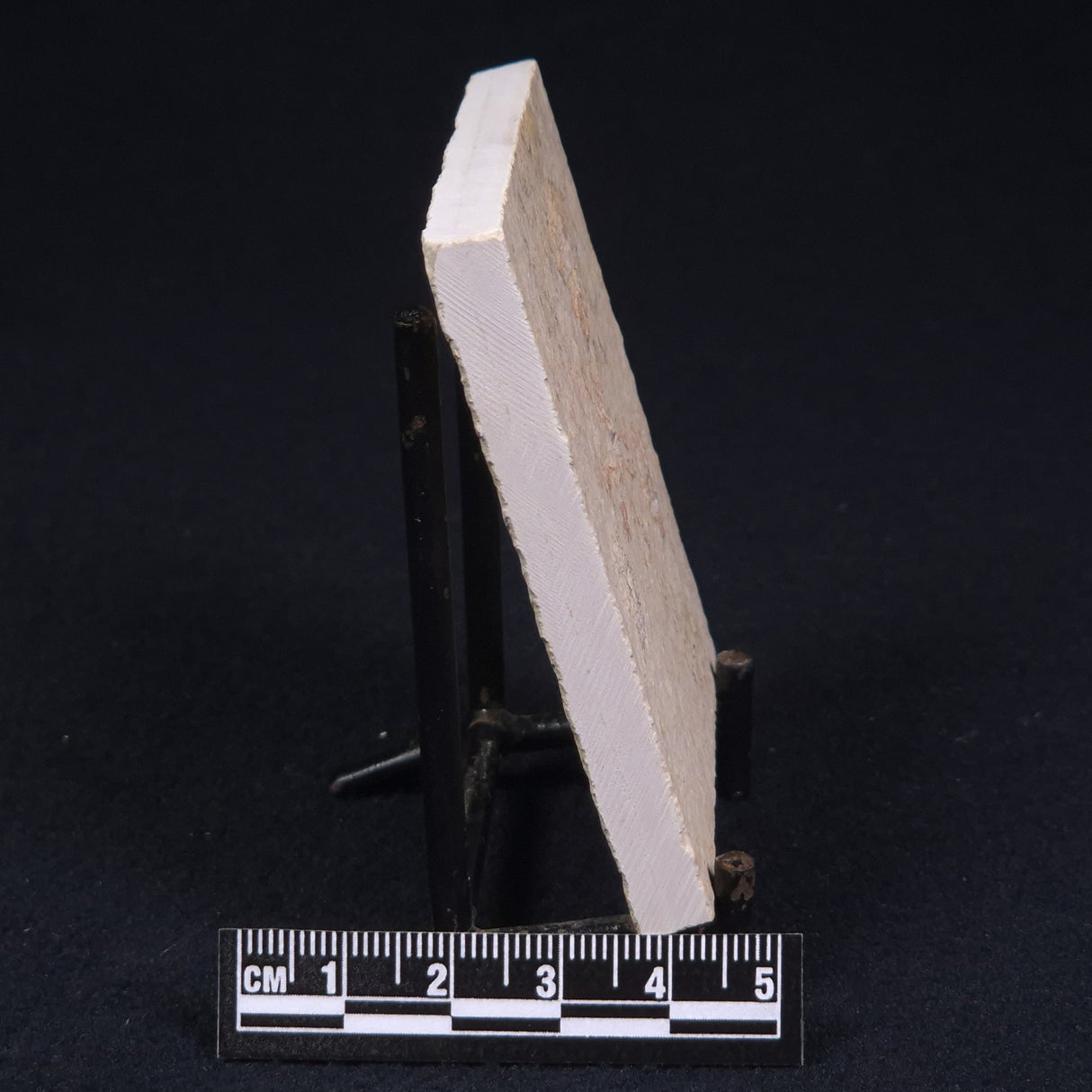 FLOATING CRINOID FOSSIL SACCOCOMA PECTINATA, Jurassic, Germany XFC006