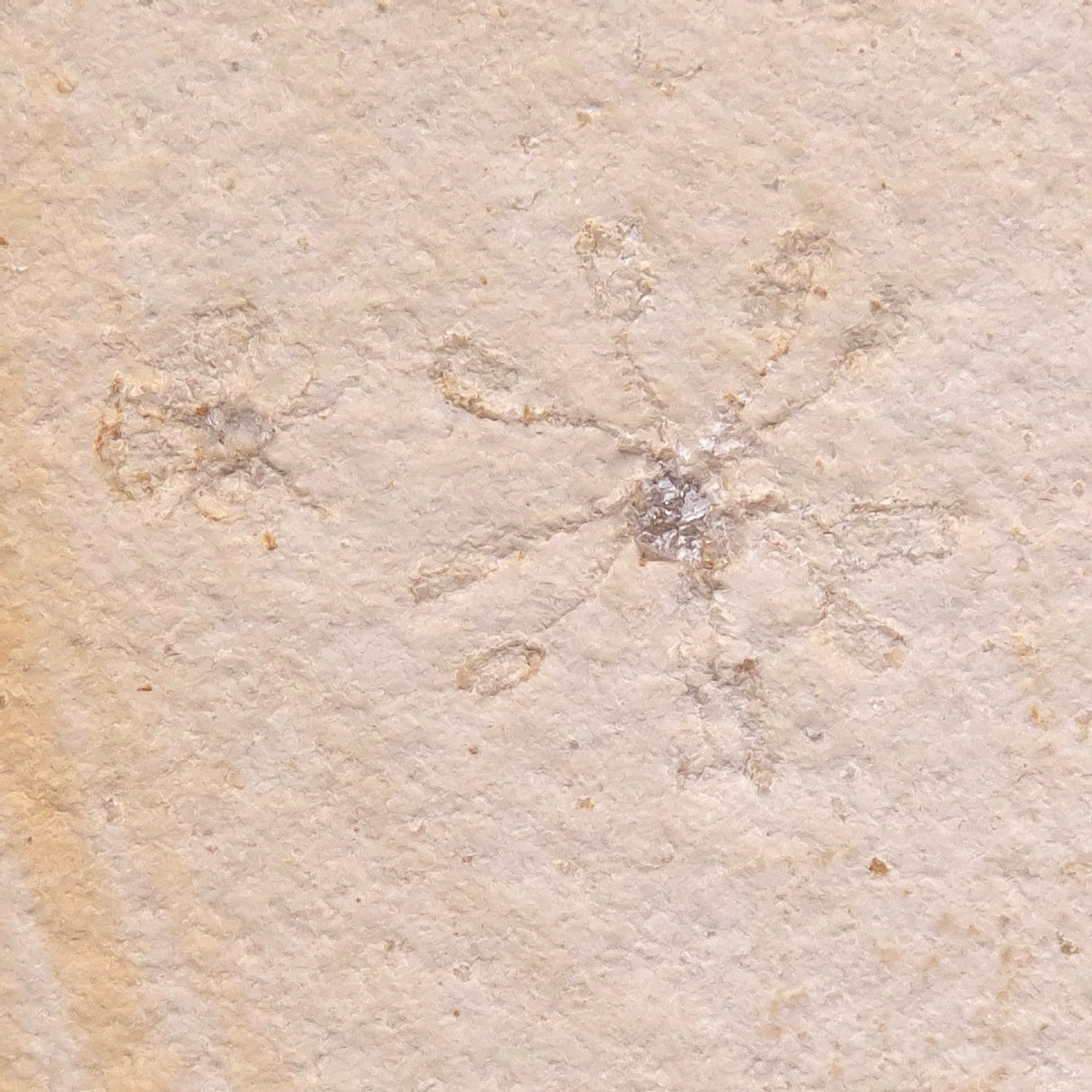 FLOATING CRINOID FOSSIL SACCOCOMA PECTINATA, Jurassic, Germany XFC005