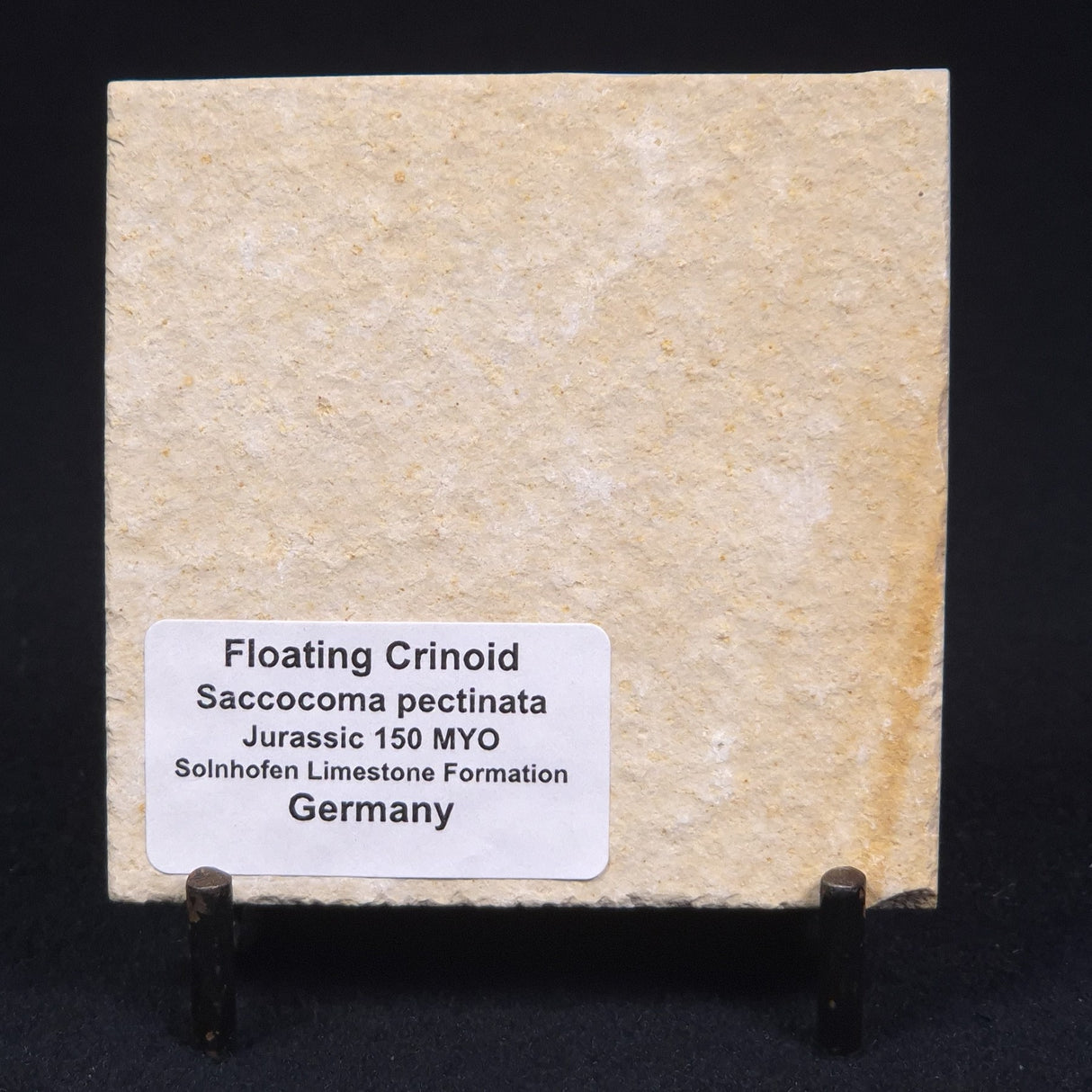 FLOATING CRINOID FOSSIL SACCOCOMA PECTINATA, Jurassic, Germany XFC005