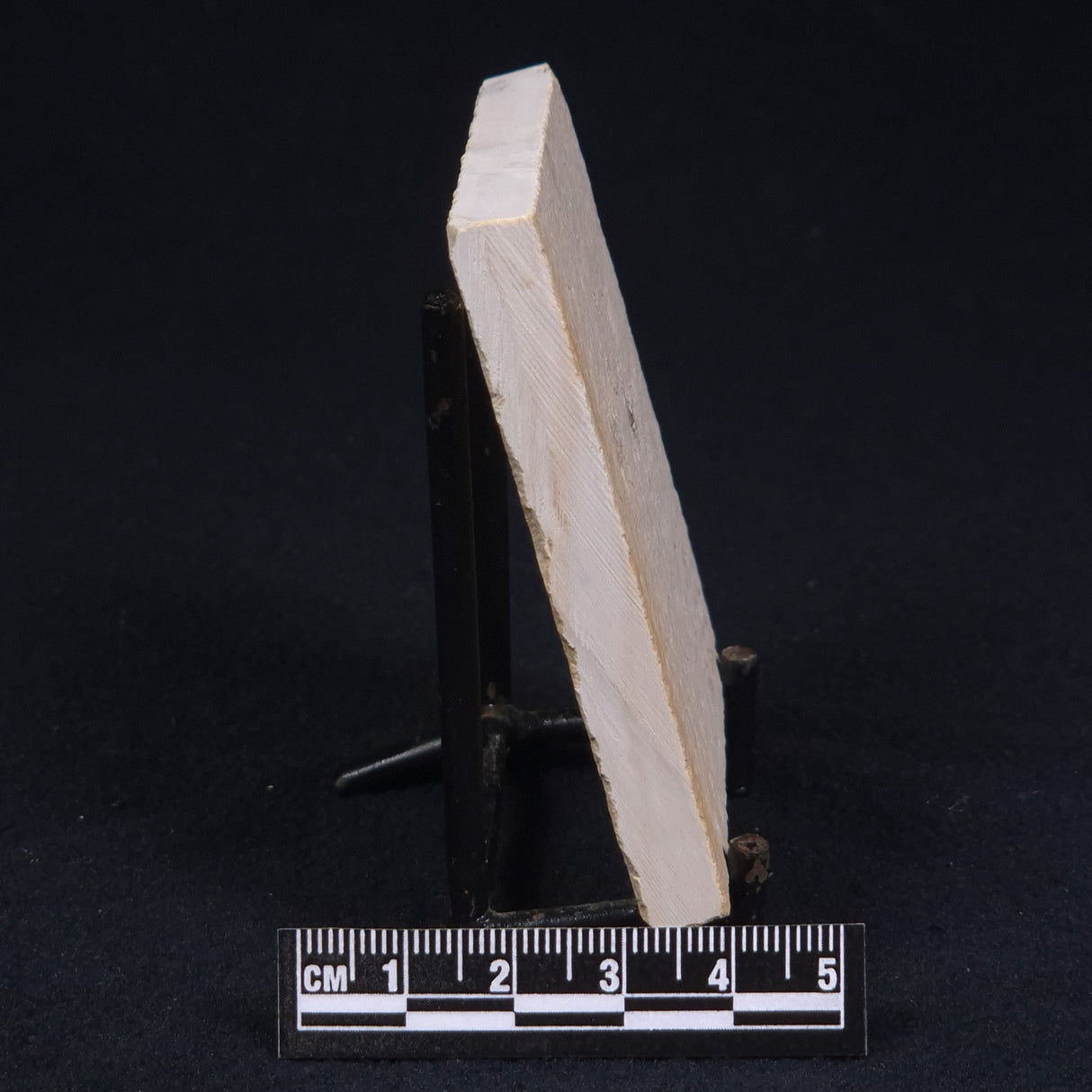 FLOATING CRINOID FOSSIL SACCOCOMA PECTINATA, Jurassic, Germany XFC005