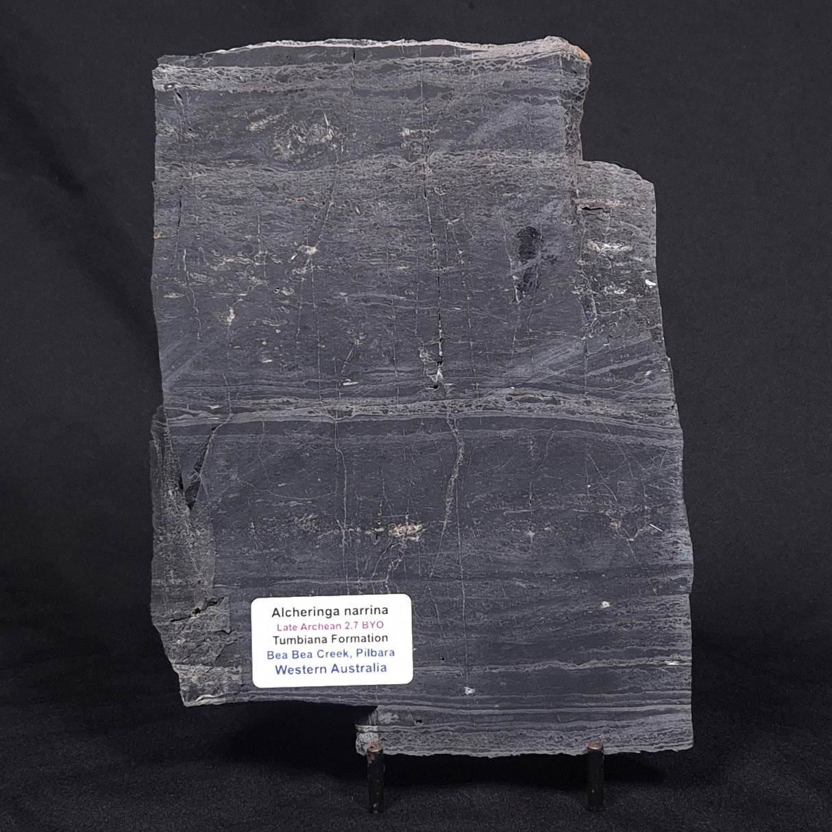 ALCHERINGA NARRINA STROMATOLITE, Late Archean, Australia ZAN001