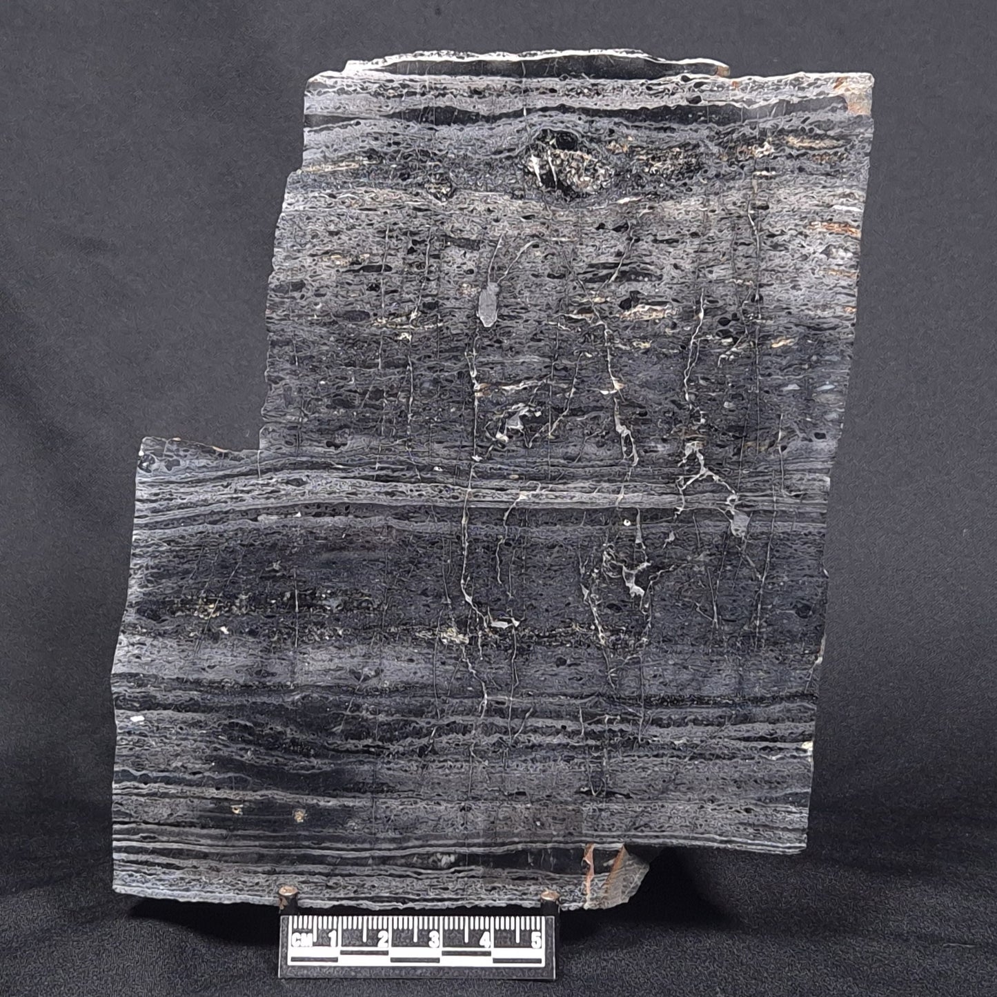 ALCHERINGA NARRINA STROMATOLITE, Late Archean, Australia ZAN002
