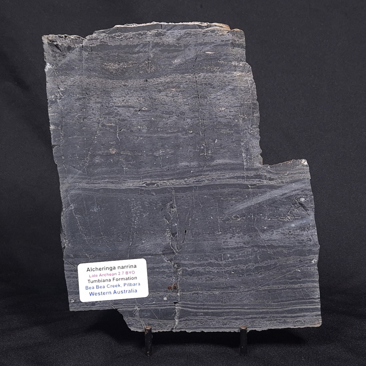 ALCHERINGA NARRINA STROMATOLITE, Late Archean, Australia ZAN002