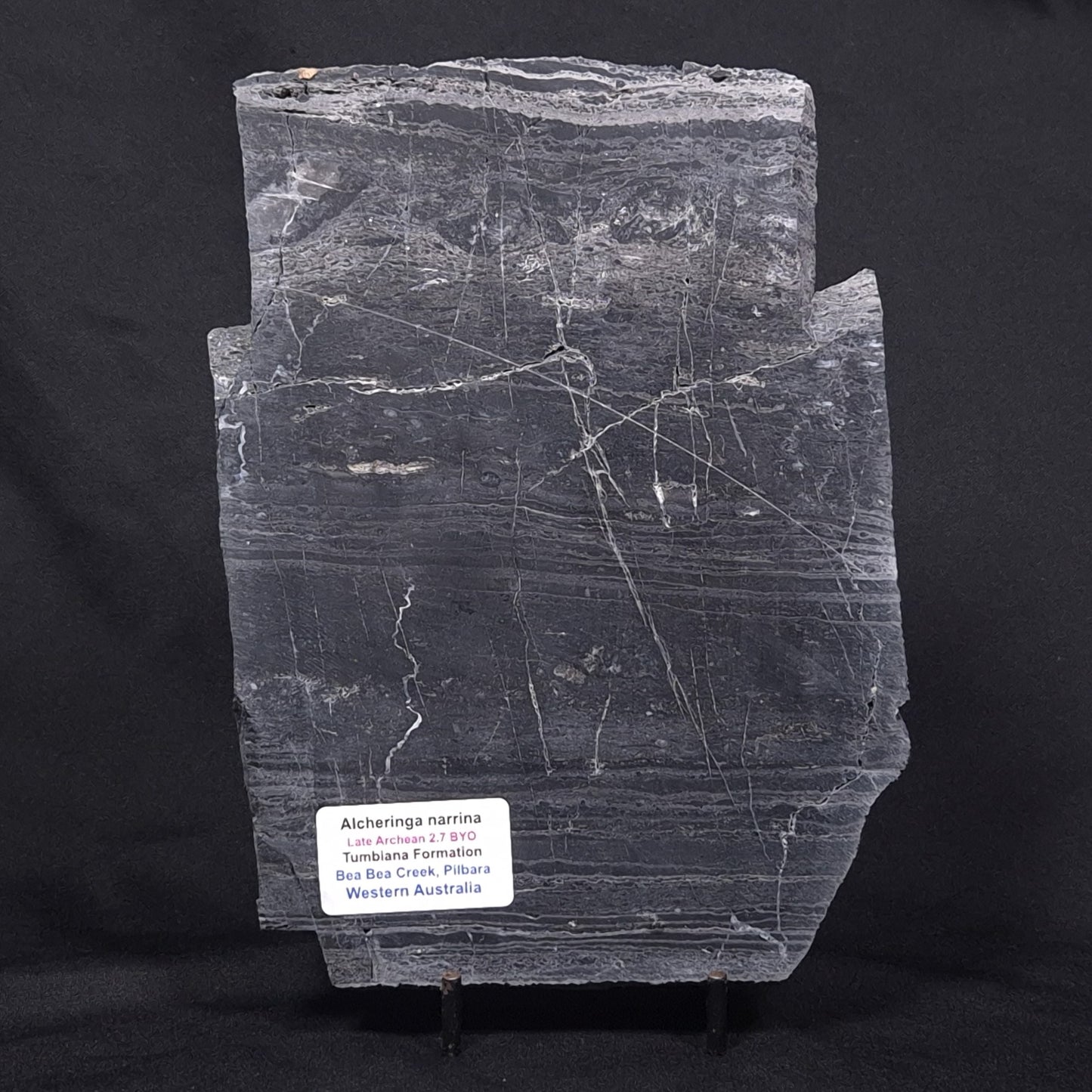 ALCHERINGA NARRINA STROMATOLITE, Late Archean, Australia ZAN004