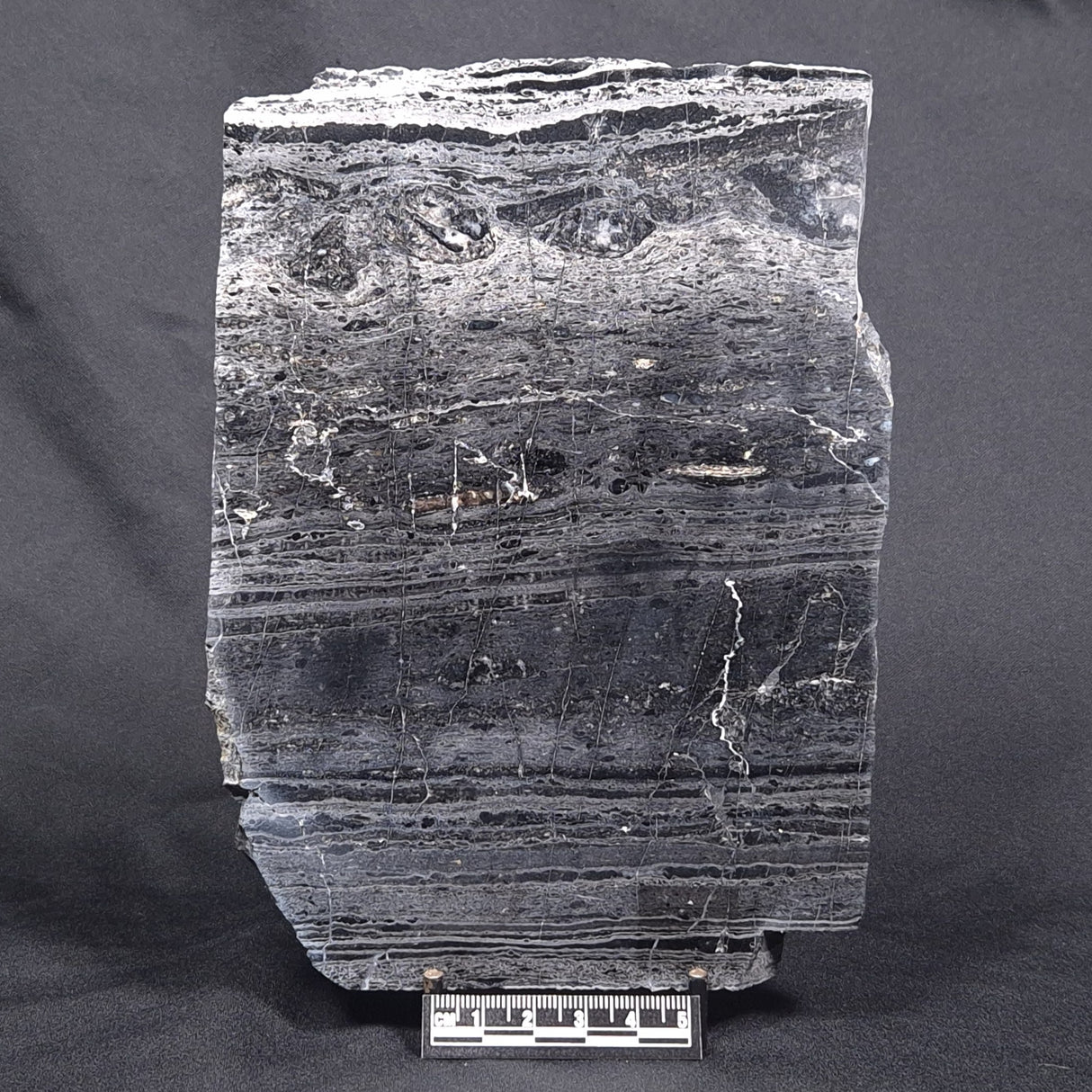 ALCHERINGA NARRINA STROMATOLITE, Late Archean, Australia ZAN005