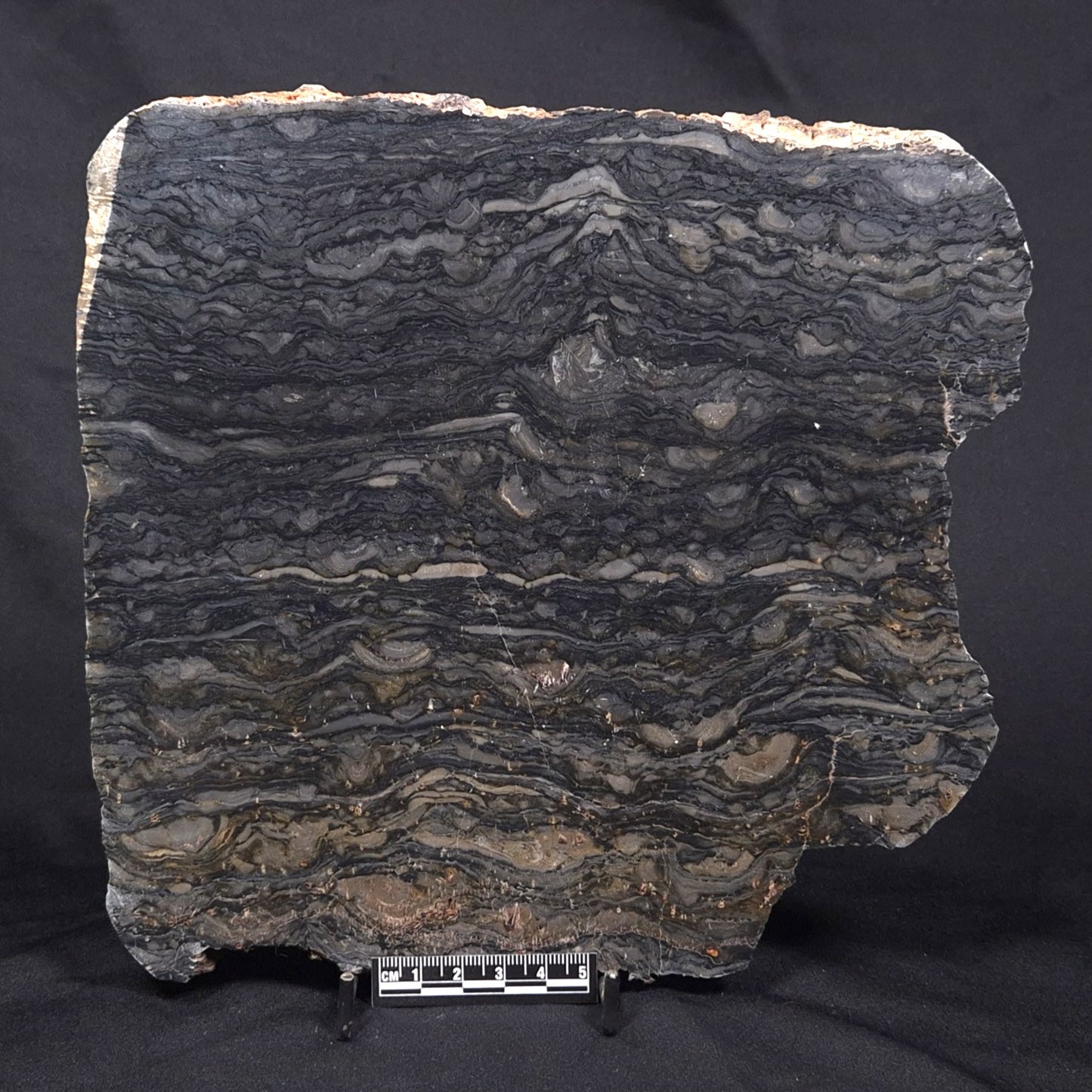 ALCHERINGA NARRINA STROMATOLITE, Late Archean, Australia ZAN007