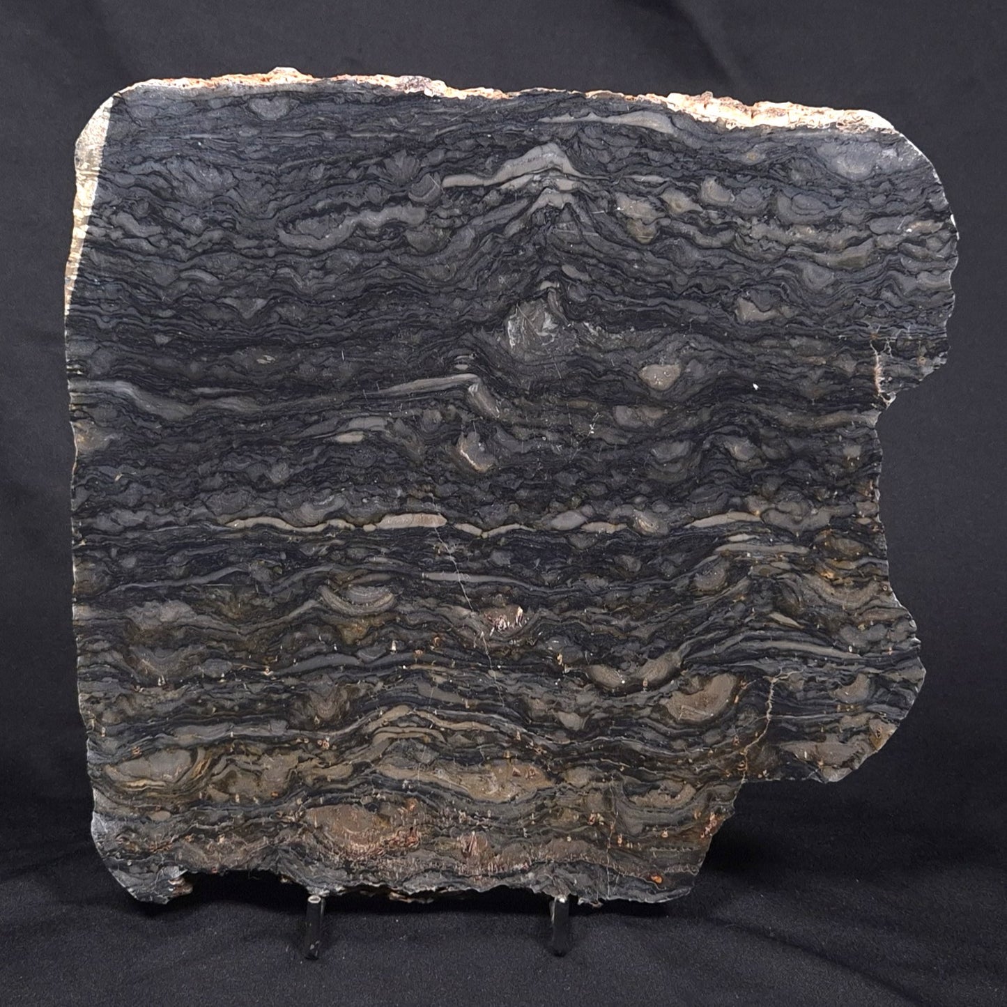 ALCHERINGA NARRINA STROMATOLITE, Late Archean, Australia ZAN007