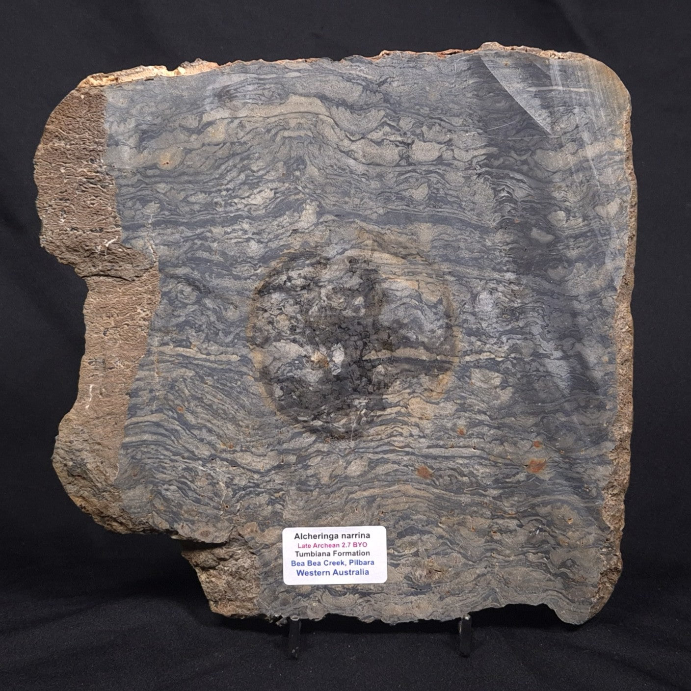 ALCHERINGA NARRINA STROMATOLITE, Late Archean, Australia ZAN007