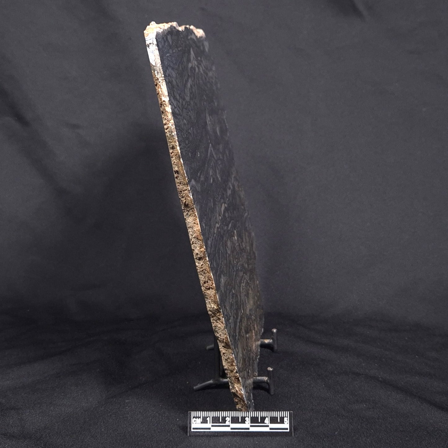 ALCHERINGA NARRINA STROMATOLITE, Late Archean, Australia ZAN007