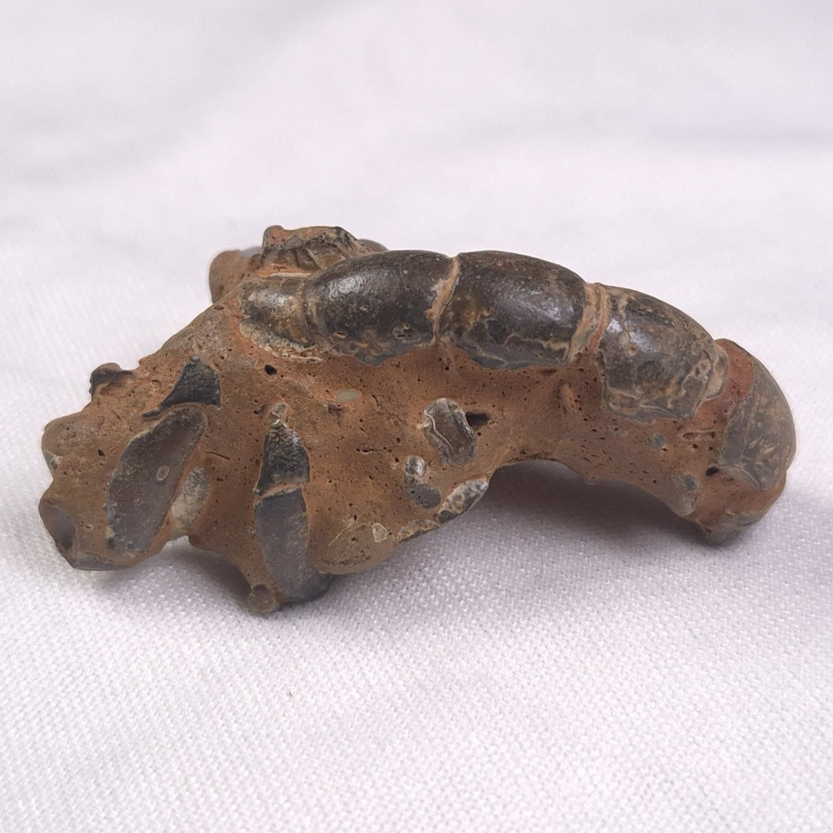 MUD LOBSTER FOSSIL THALASSINA ANOMALA, Holocene, Australia XTA002