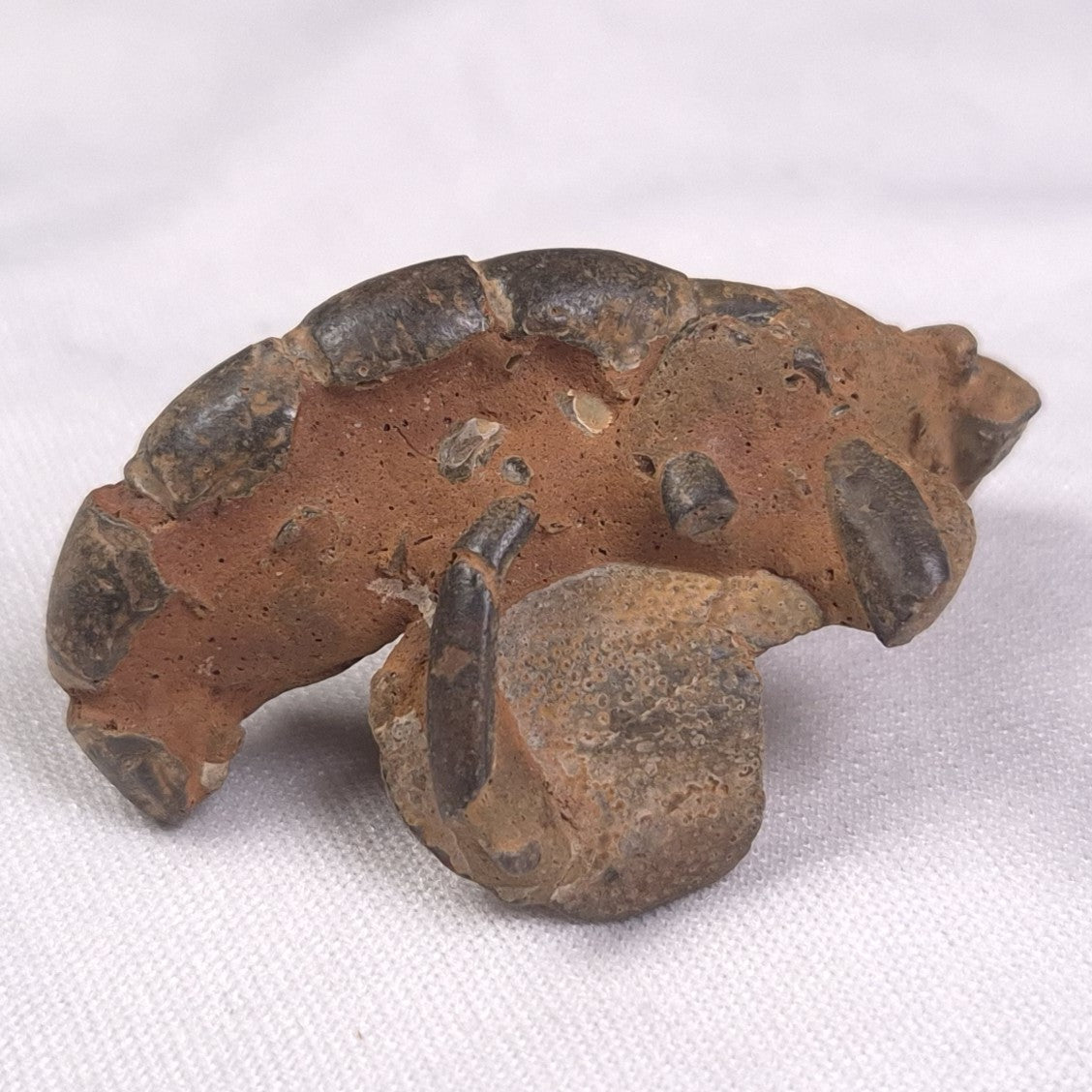 MUD LOBSTER FOSSIL THALASSINA ANOMALA, Holocene, Australia XTA002