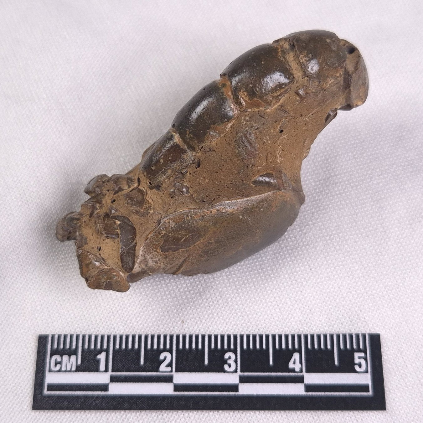 MUD LOBSTER FOSSIL THALASSINA ANOMALA, Holocene, Australia XTA003