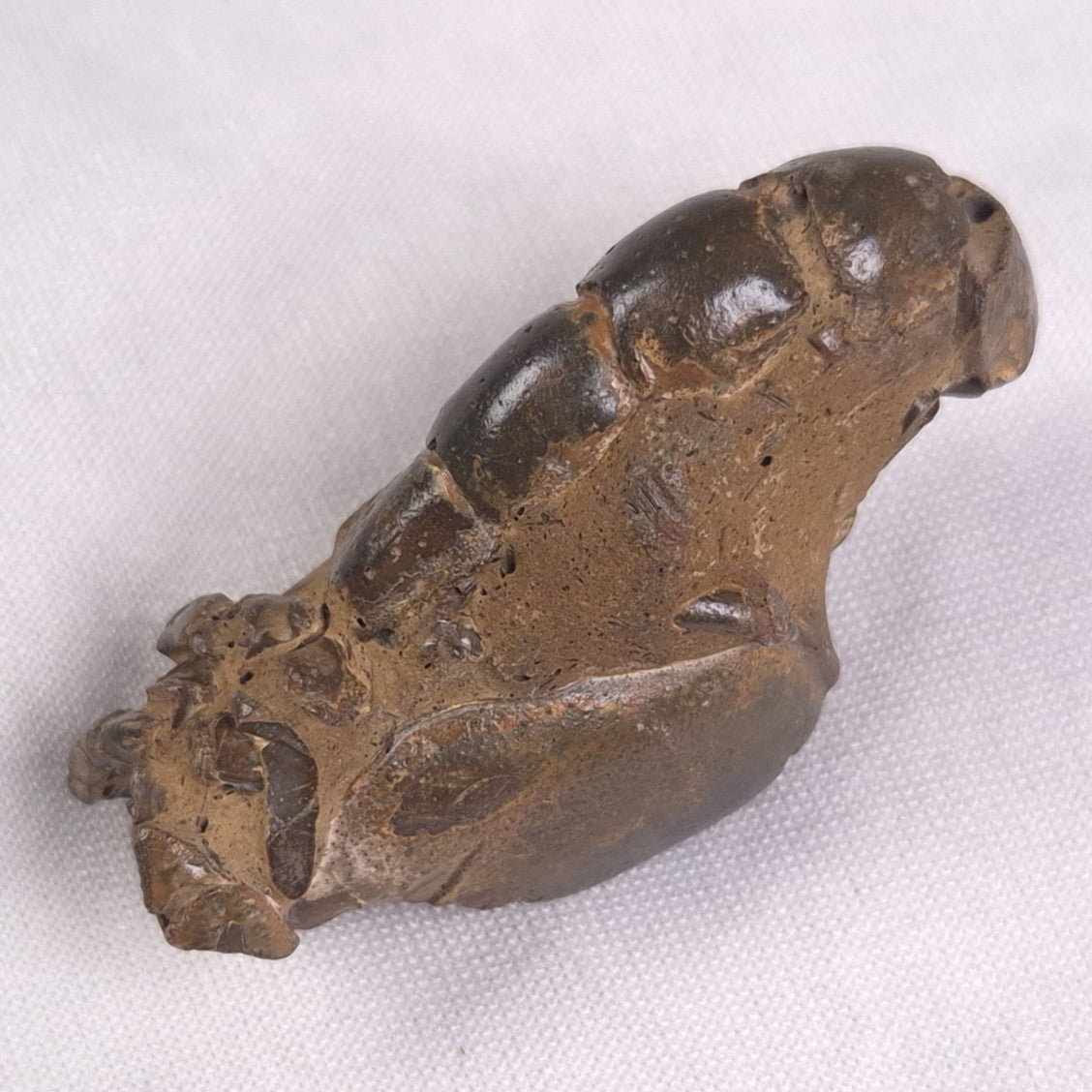MUD LOBSTER FOSSIL THALASSINA ANOMALA, Holocene, Australia XTA003
