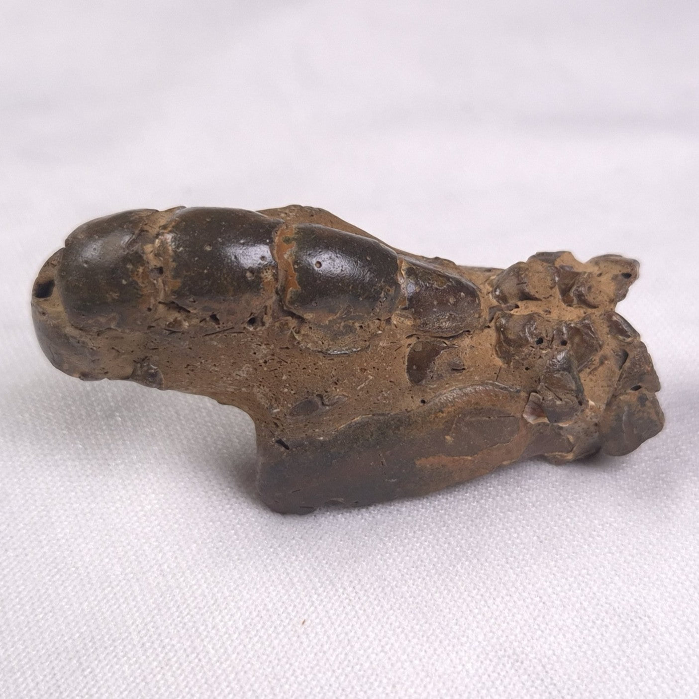 MUD LOBSTER FOSSIL THALASSINA ANOMALA, Holocene, Australia XTA003