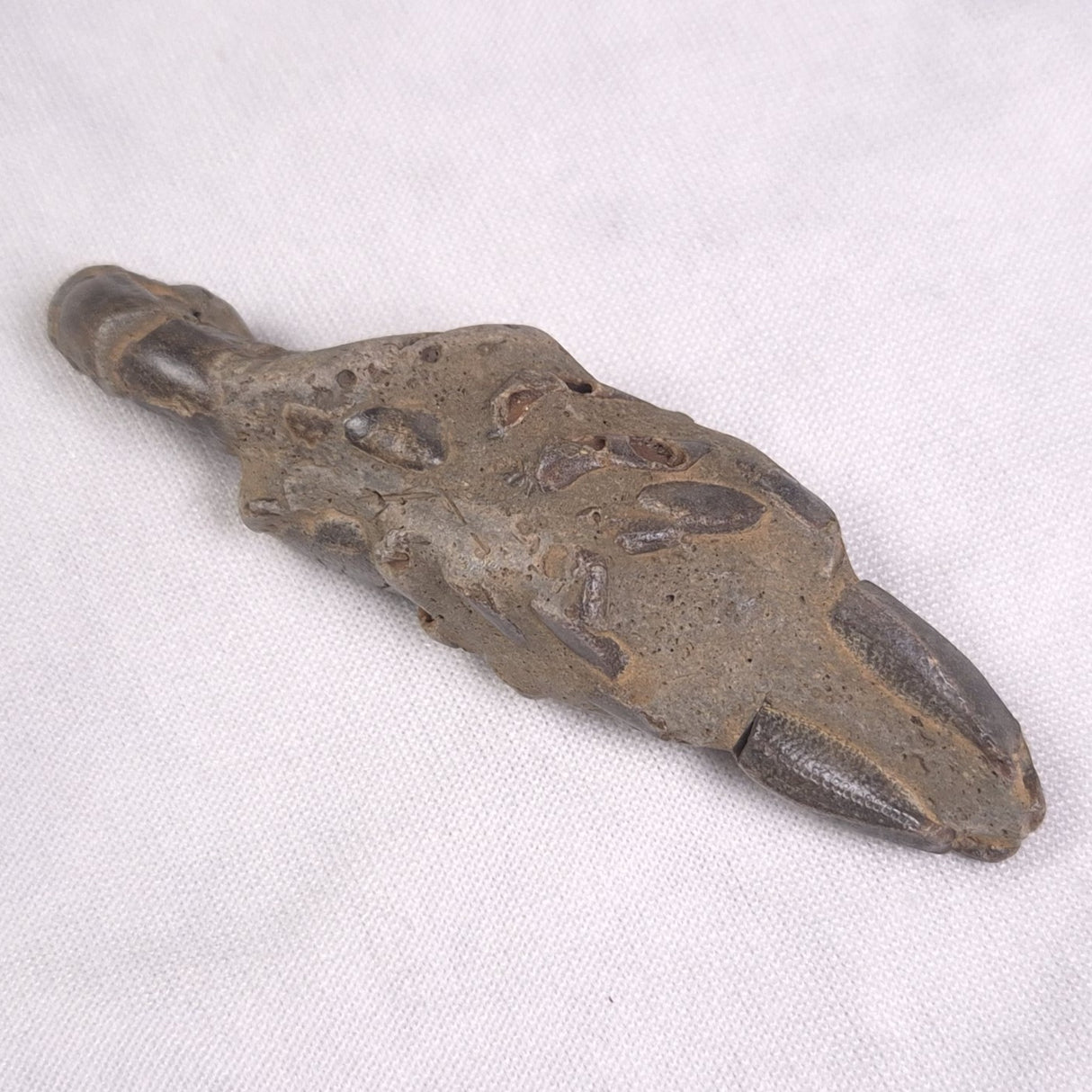 MUD LOBSTER FOSSIL THALASSINA ANOMALA, Holocene, Australia XTA006