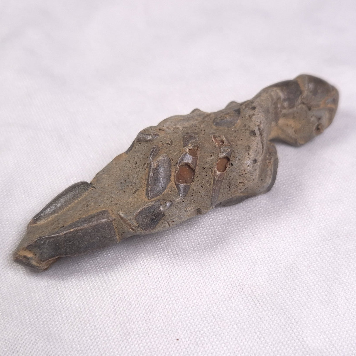 MUD LOBSTER FOSSIL THALASSINA ANOMALA, Holocene, Australia XTA006