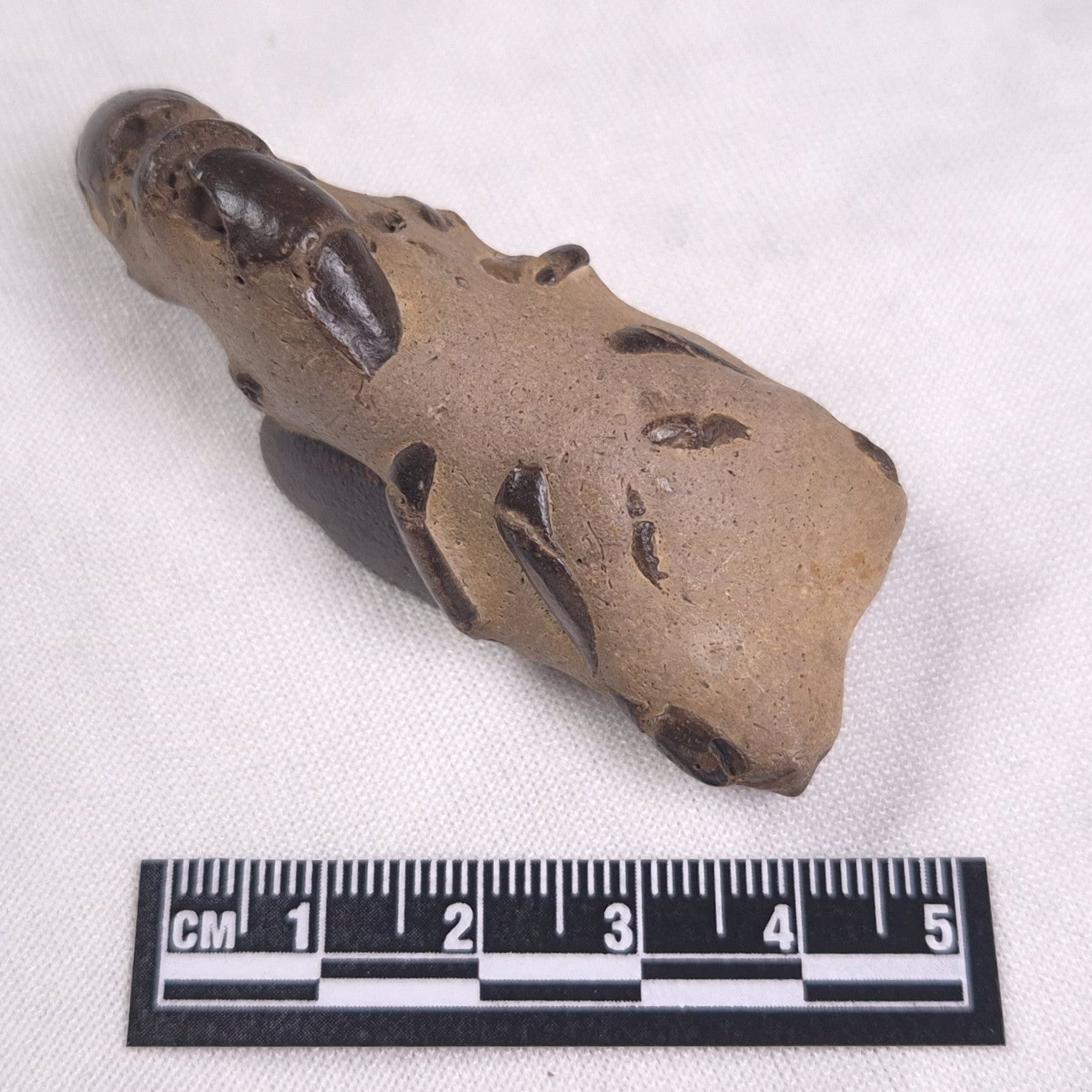 MUD LOBSTER FOSSIL THALASSINA ANOMALA, Holocene, Australia XTA007