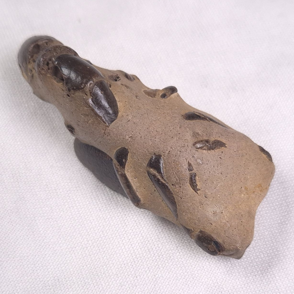MUD LOBSTER FOSSIL THALASSINA ANOMALA, Holocene, Australia XTA007