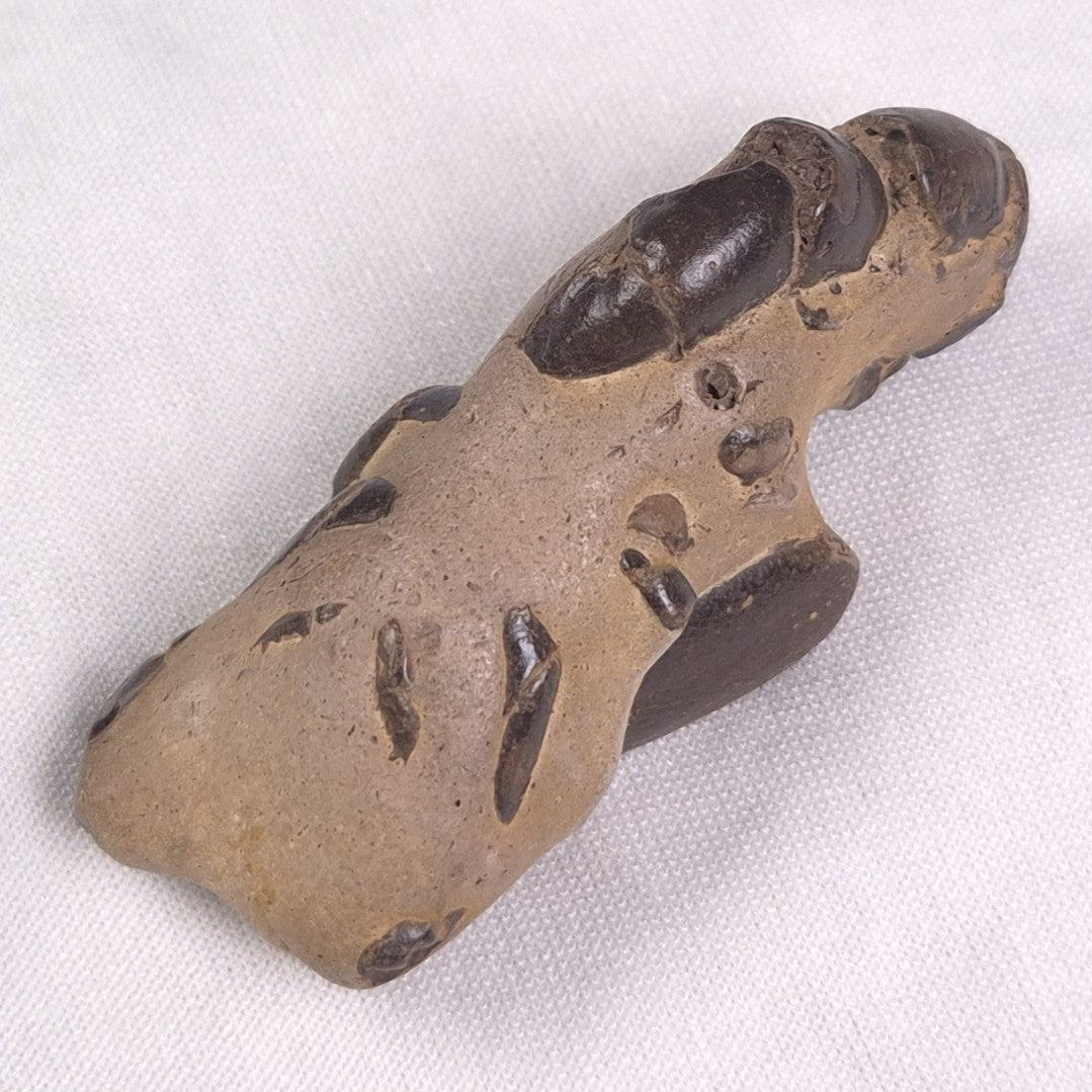 MUD LOBSTER FOSSIL THALASSINA ANOMALA, Holocene, Australia XTA007