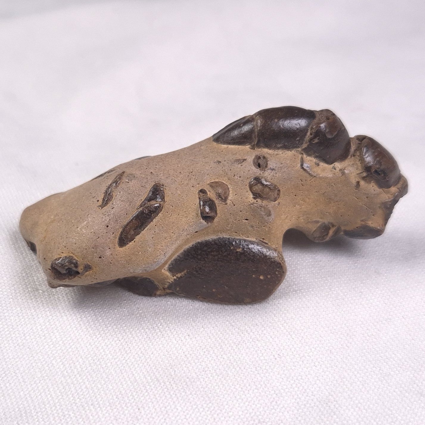 MUD LOBSTER FOSSIL THALASSINA ANOMALA, Holocene, Australia XTA007