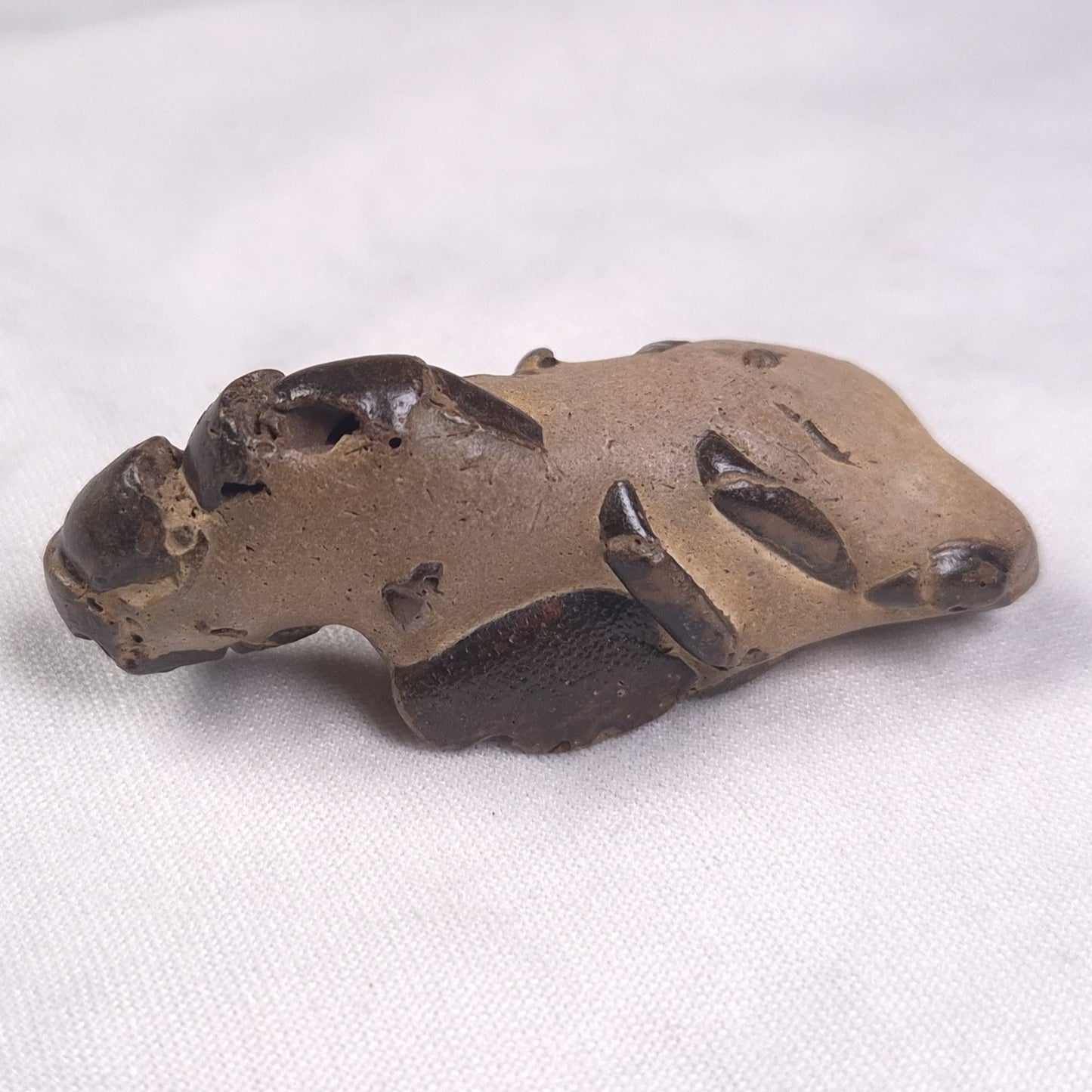 MUD LOBSTER FOSSIL THALASSINA ANOMALA, Holocene, Australia XTA007