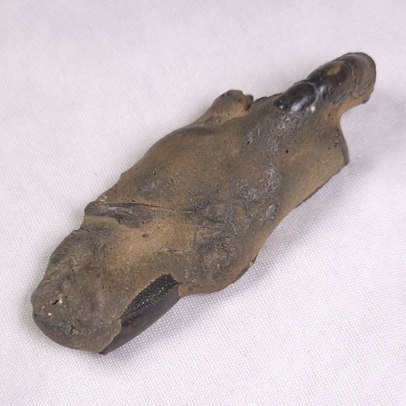 MUD LOBSTER FOSSIL THALASSINA ANOMALA, Holocene, Australia XTA008