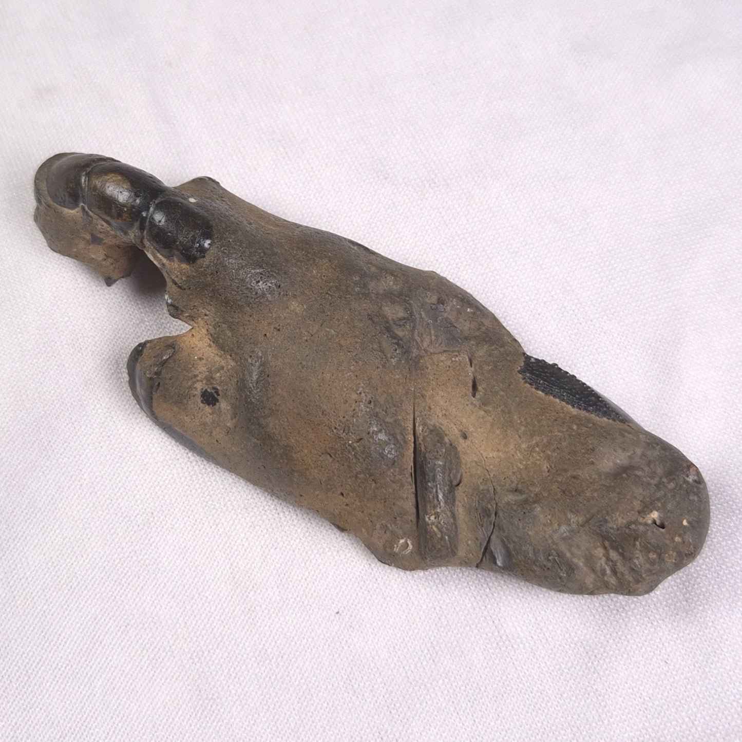 MUD LOBSTER FOSSIL THALASSINA ANOMALA, Holocene, Australia XTA008