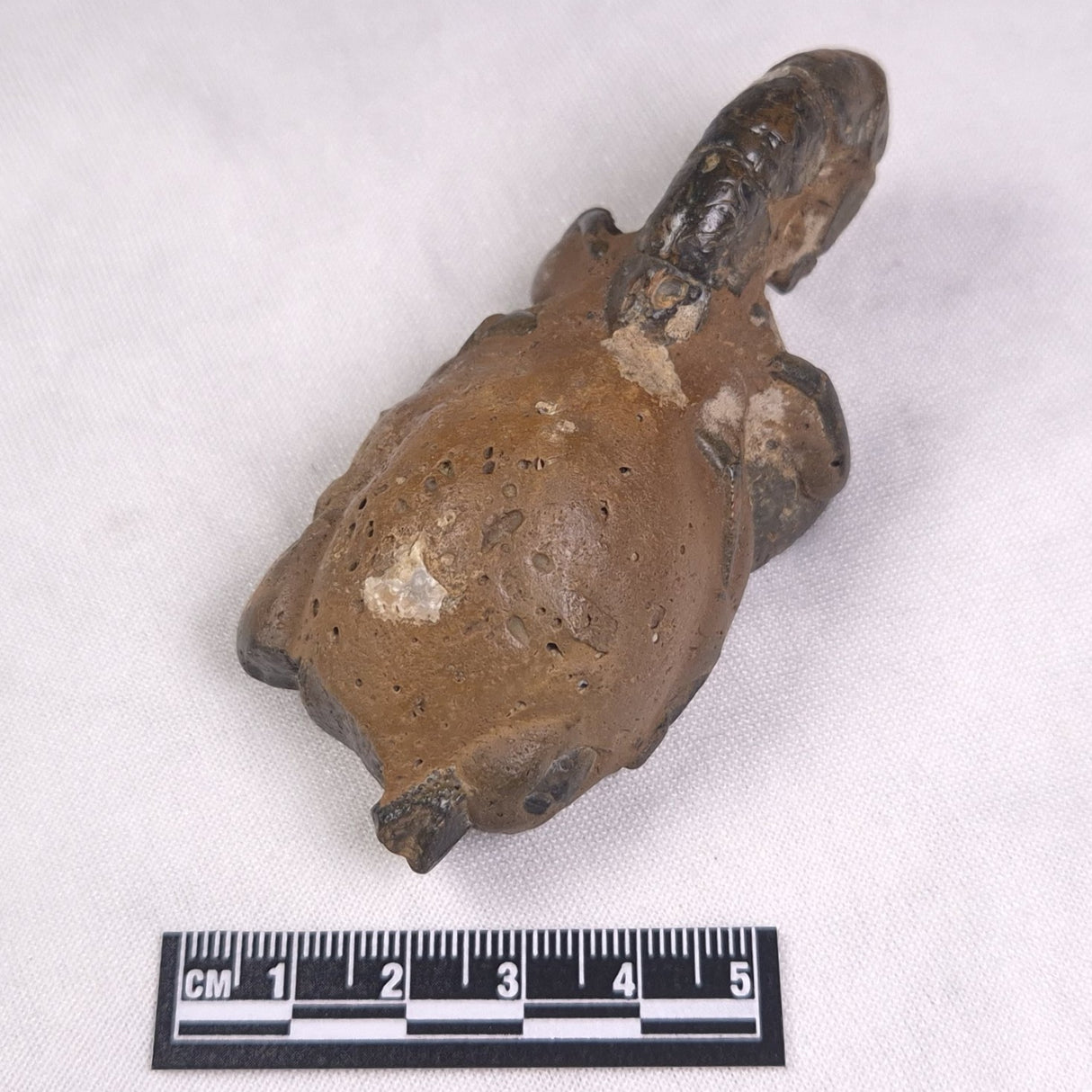 MUD LOBSTER FOSSIL THALASSINA ANOMALA, Holocene, Australia XTA009