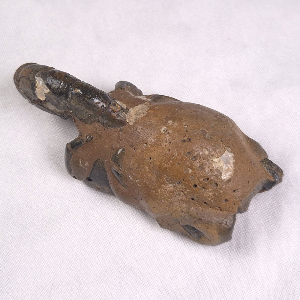 MUD LOBSTER FOSSIL THALASSINA ANOMALA, Holocene, Australia XTA009