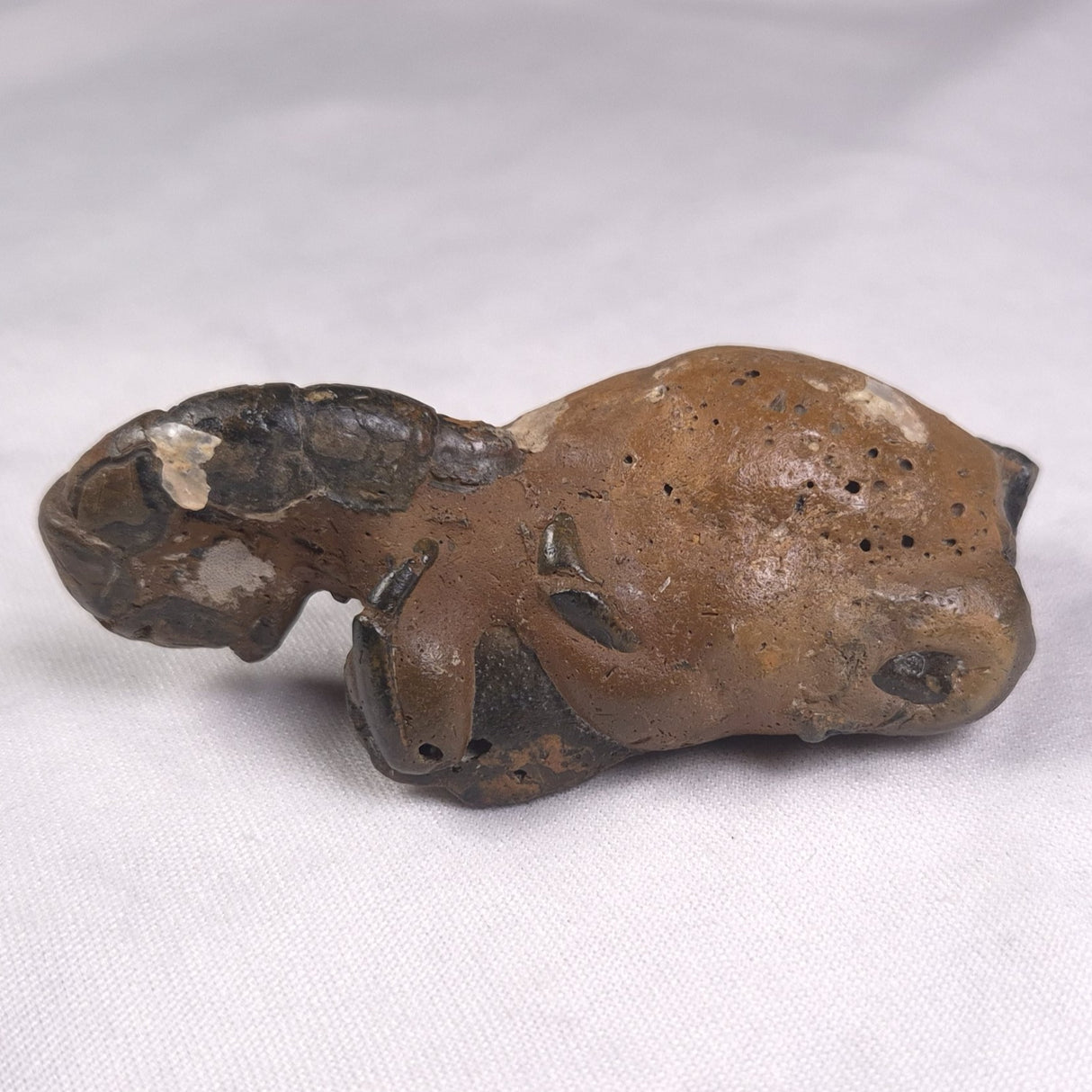 MUD LOBSTER FOSSIL THALASSINA ANOMALA, Holocene, Australia XTA009