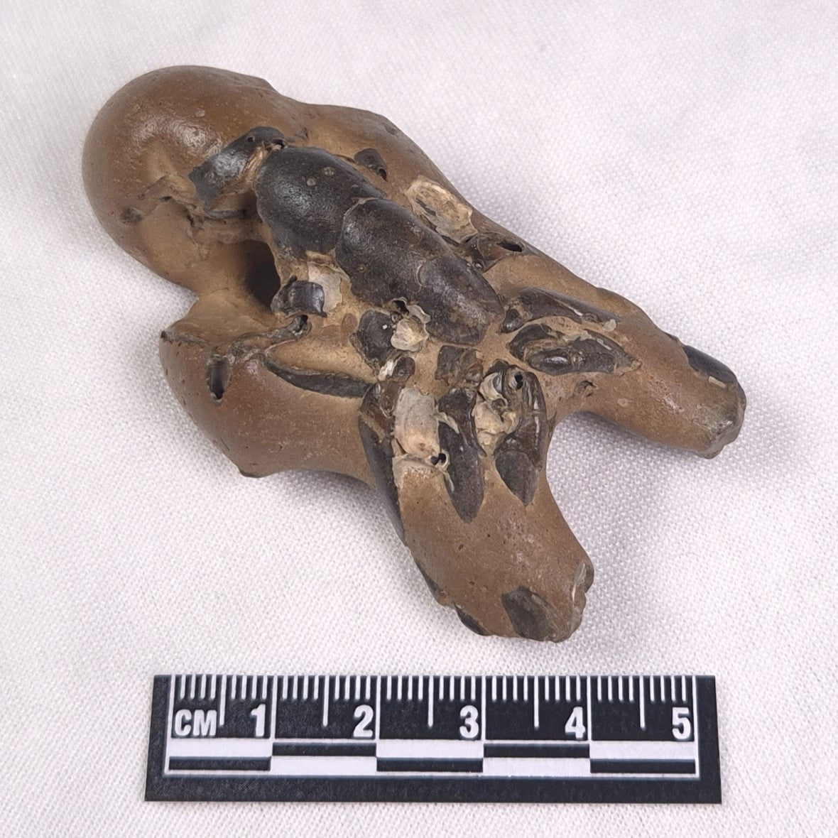 MUD LOBSTER FOSSIL THALASSINA ANOMALA, Holocene, Australia XTA010