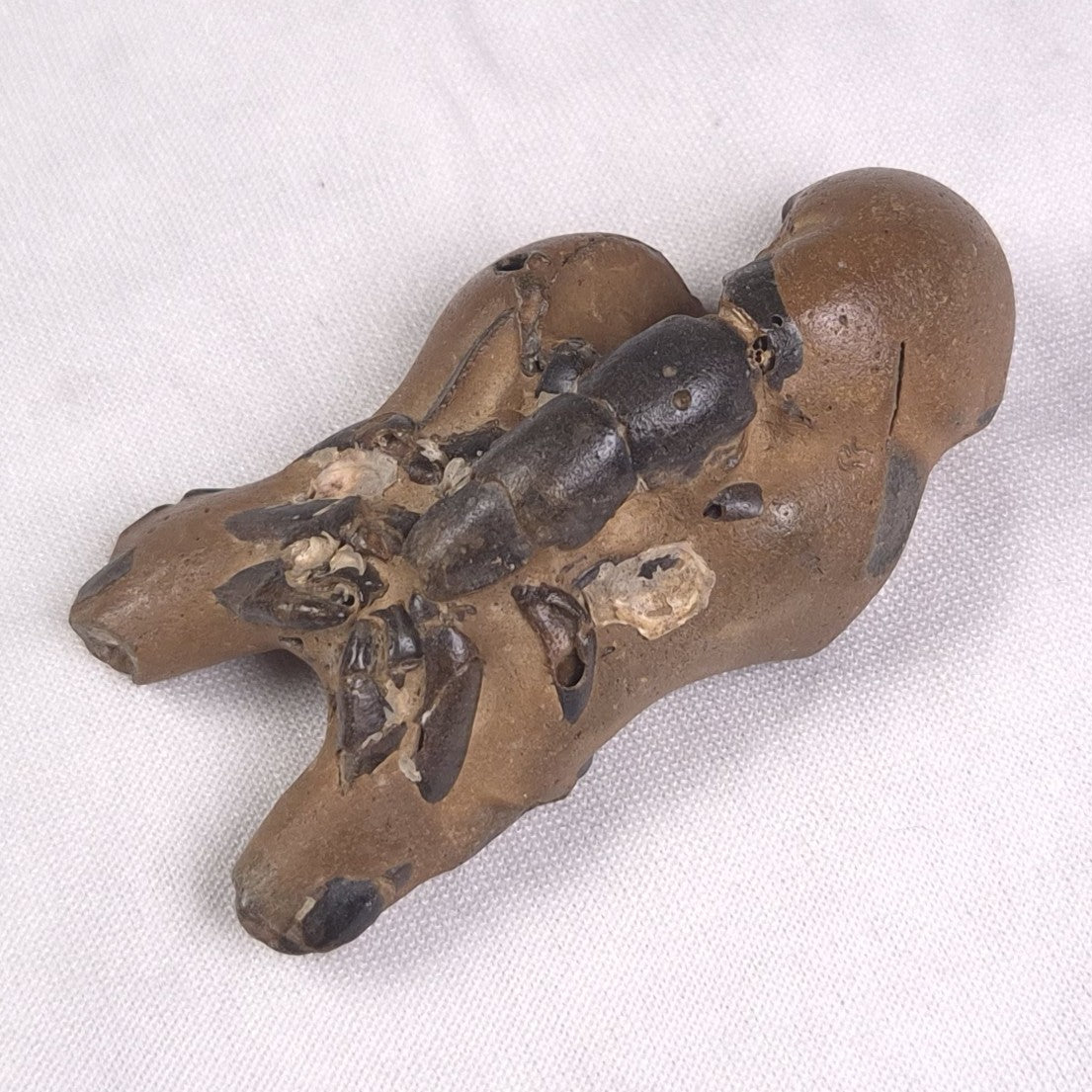 MUD LOBSTER FOSSIL THALASSINA ANOMALA, Holocene, Australia XTA010