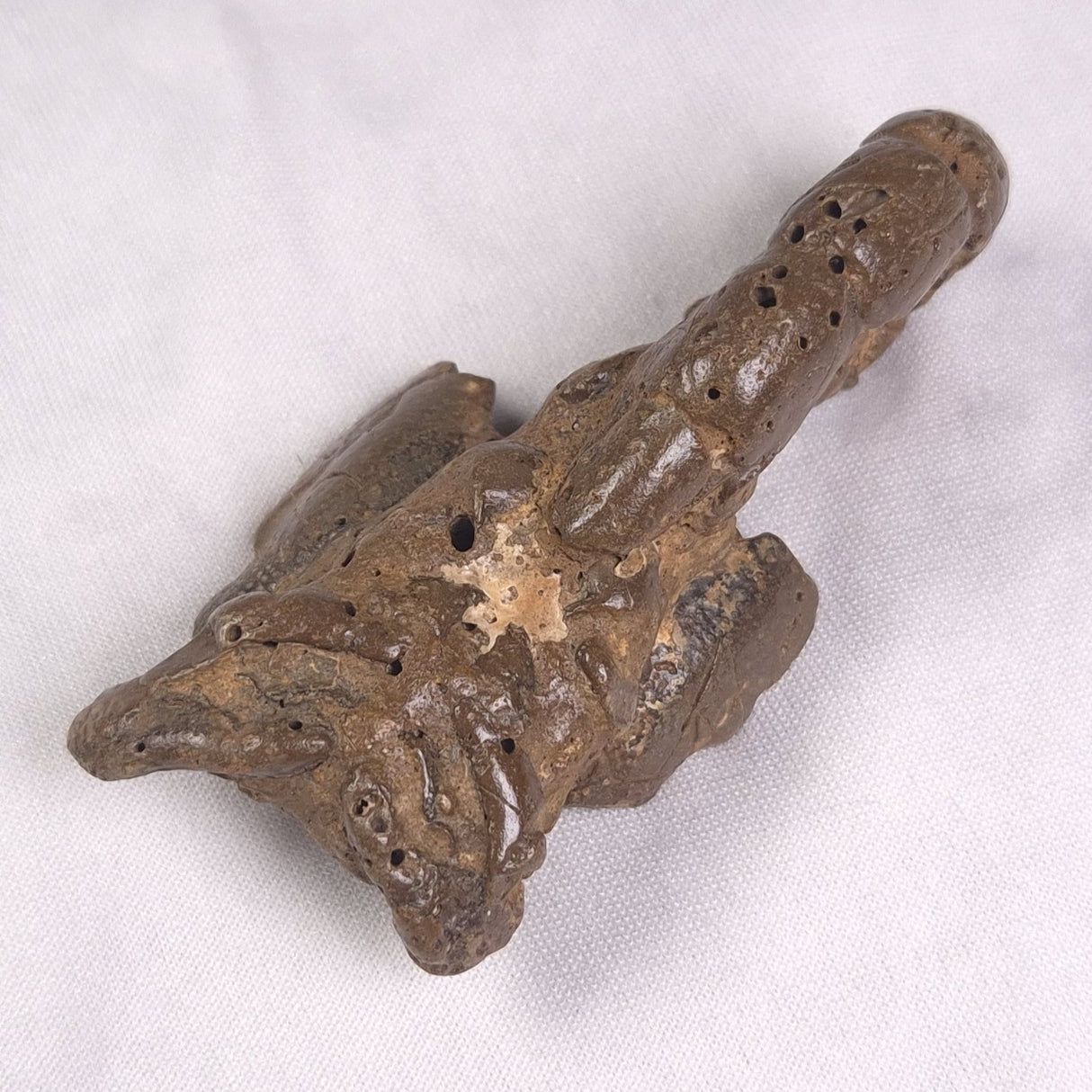 MUD LOBSTER FOSSIL THALASSINA ANOMALA, Holocene, Australia XTA012