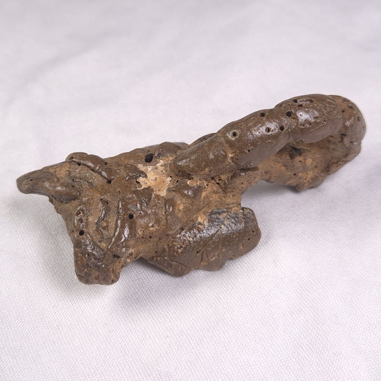 MUD LOBSTER FOSSIL THALASSINA ANOMALA, Holocene, Australia XTA012