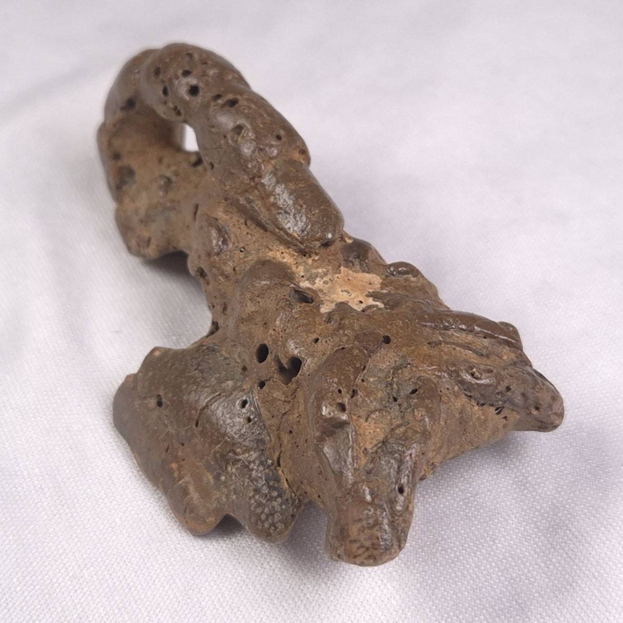 MUD LOBSTER FOSSIL THALASSINA ANOMALA, Holocene, Australia XTA012